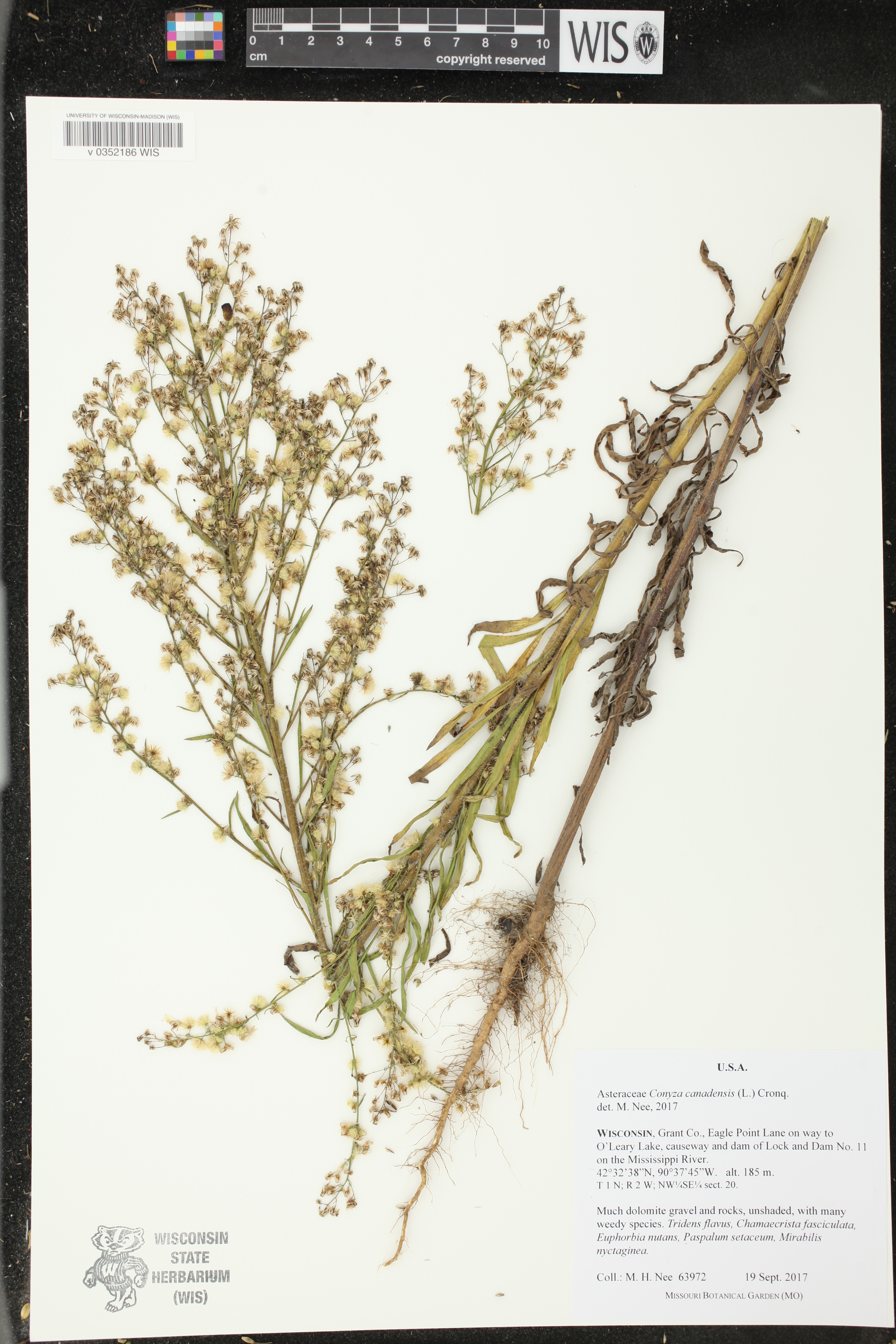 Conyza canadensis image