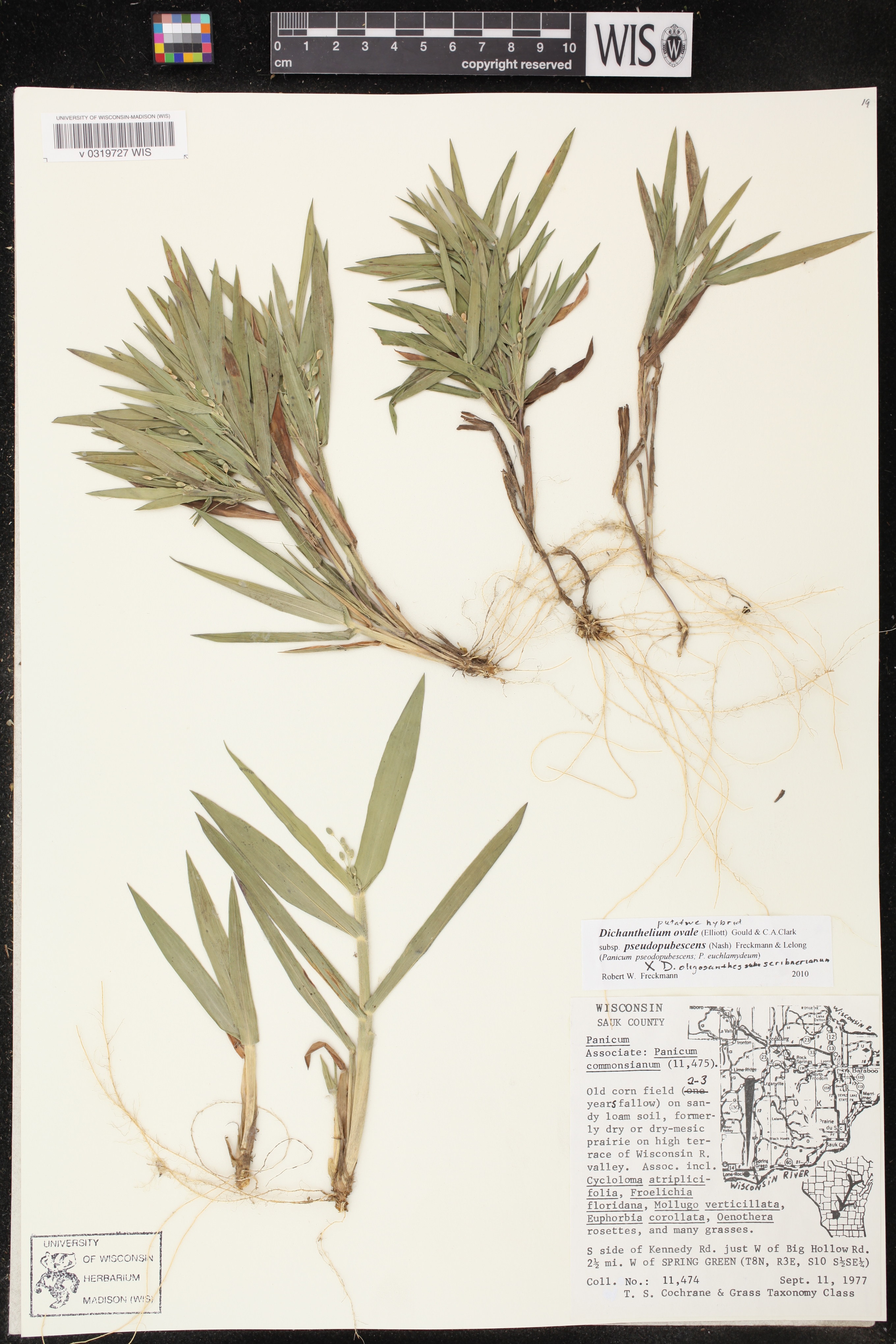 Dichanthelium commonsianum var. euchlamydeum image