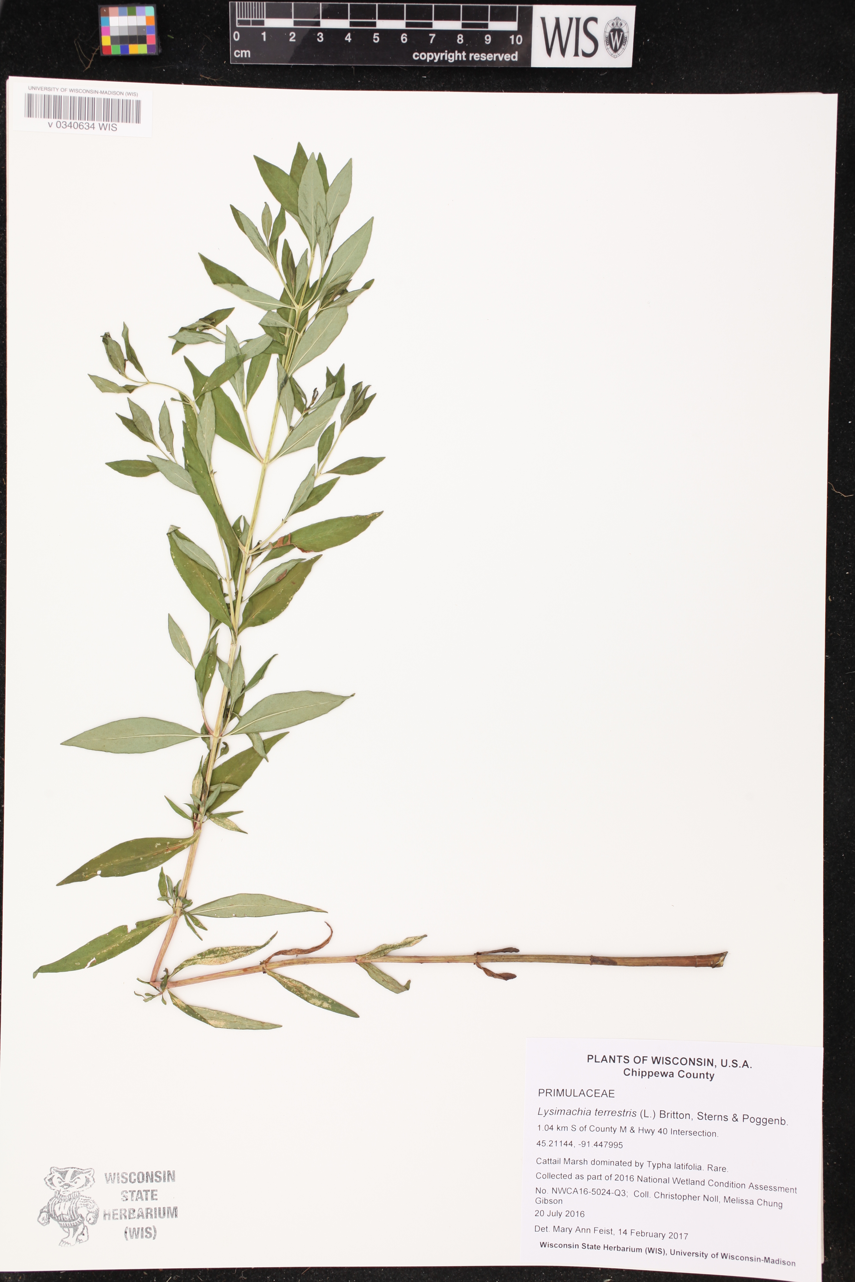 Lysimachia terrestris image