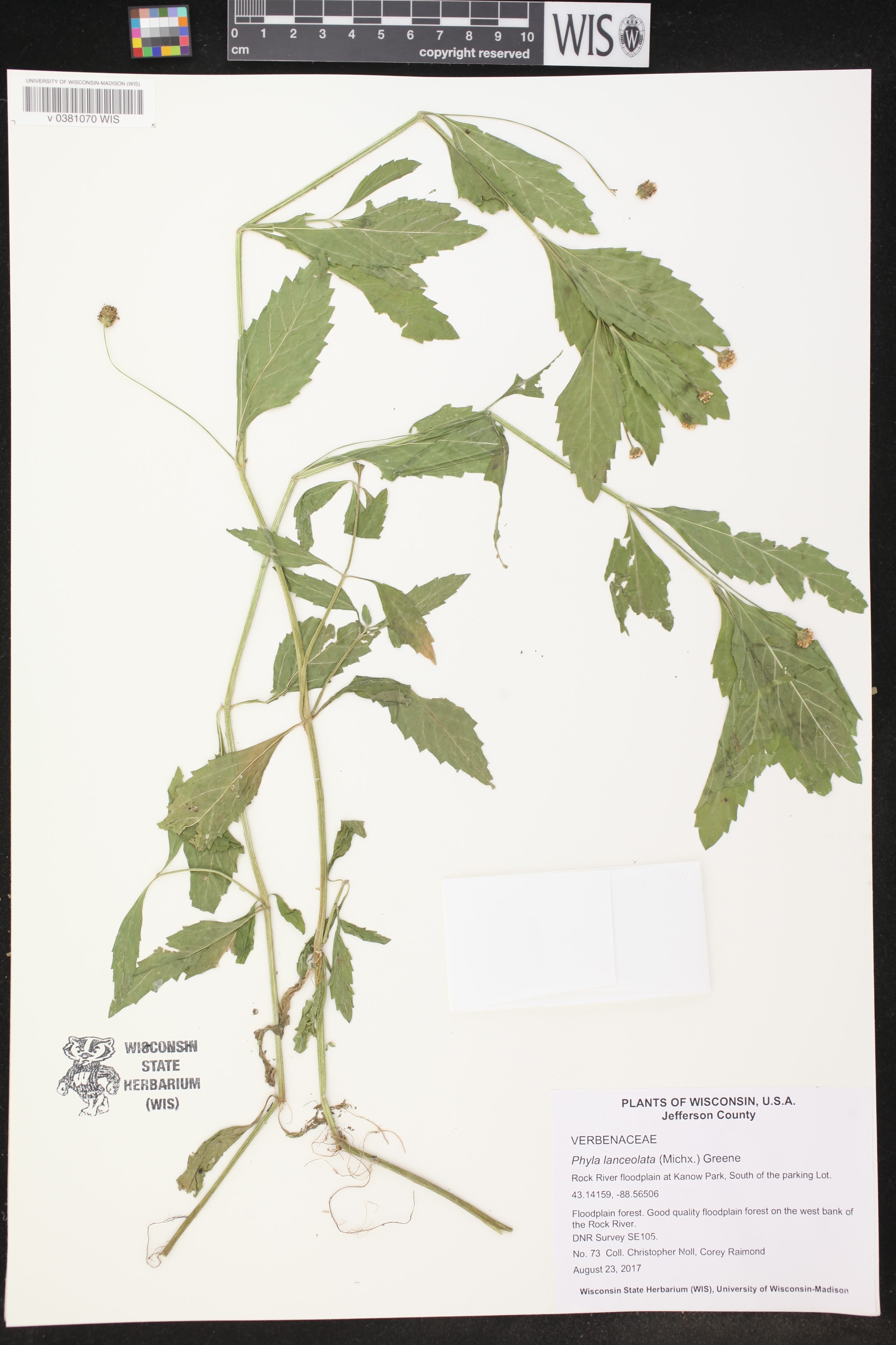 Phyla lanceolata image