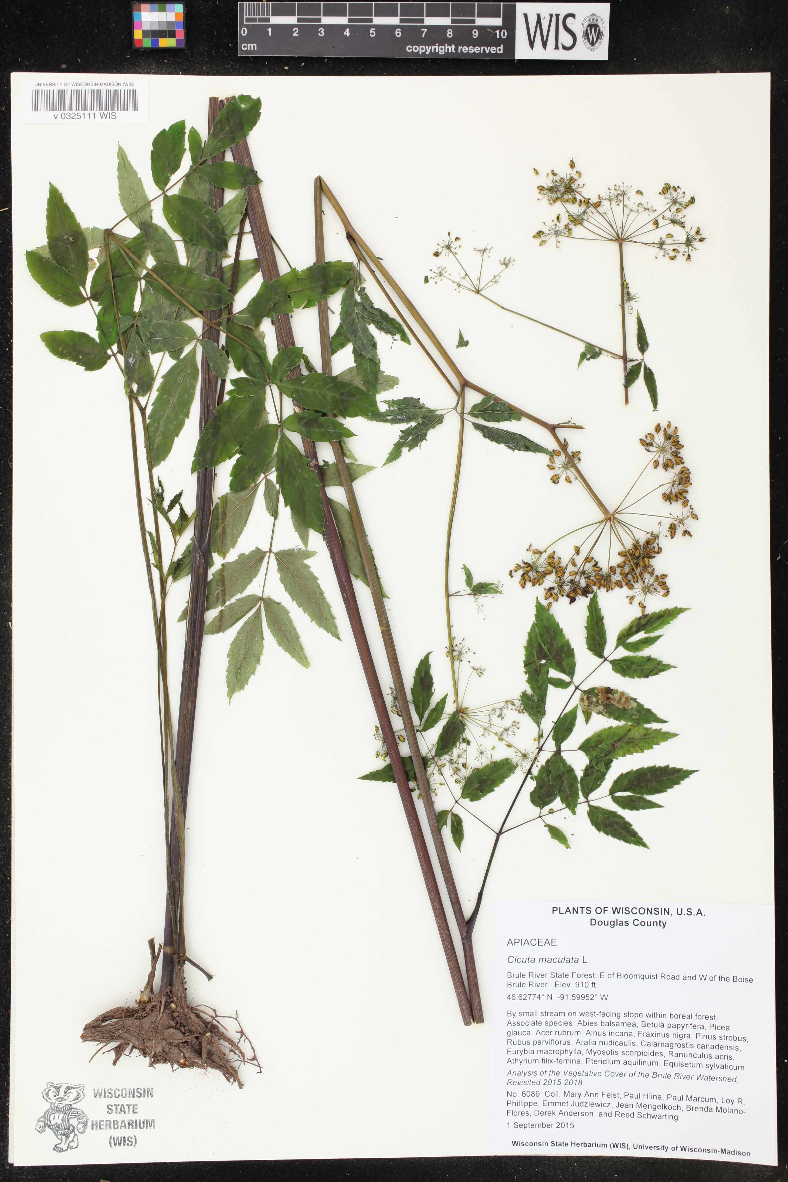 Cicuta maculata image