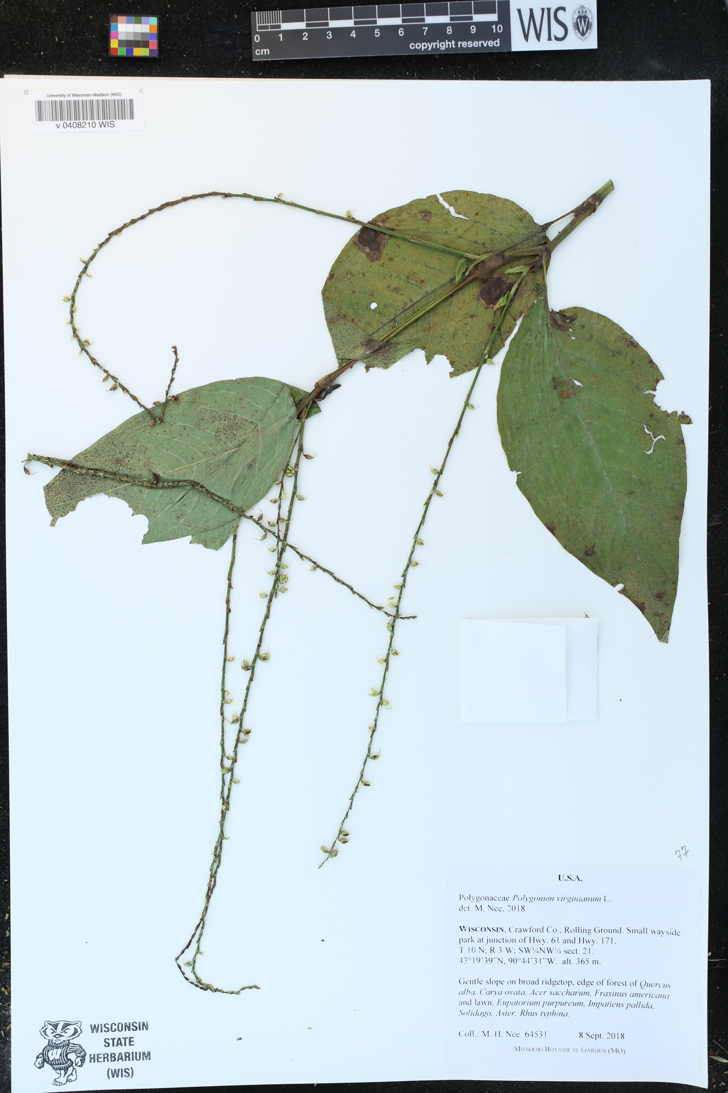 Persicaria virginiana image