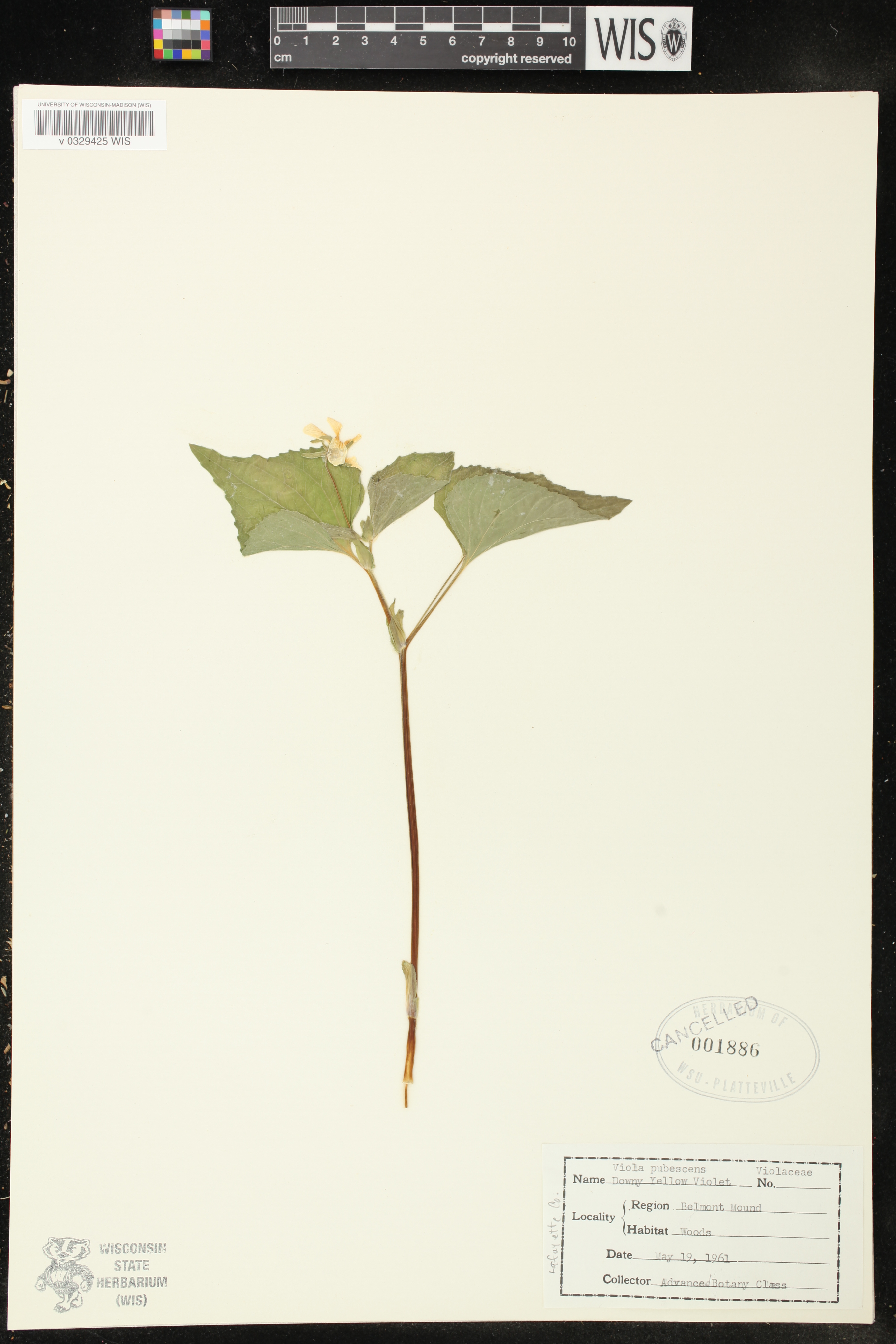 Viola pubescens image