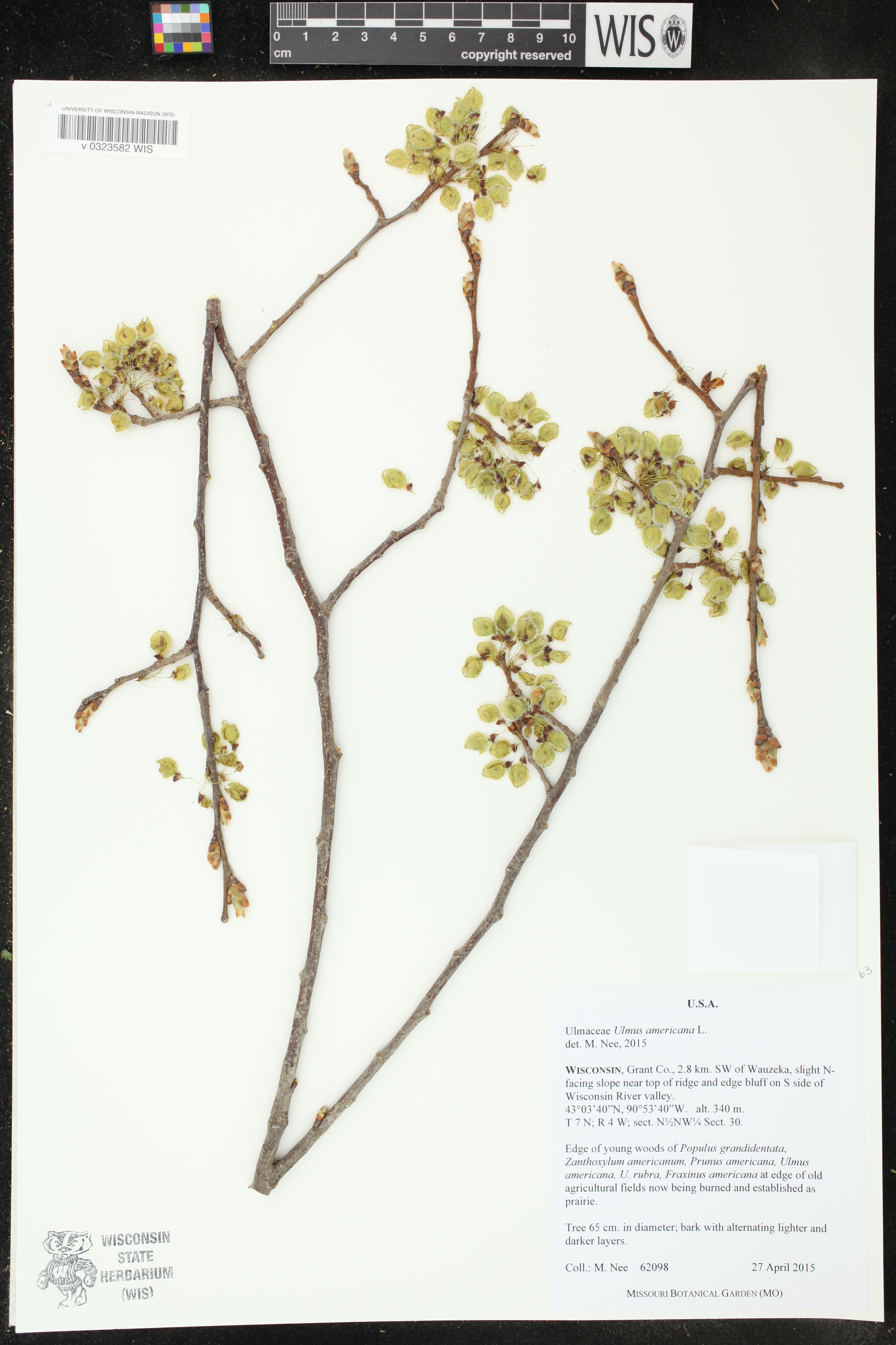 Ulmus americana image