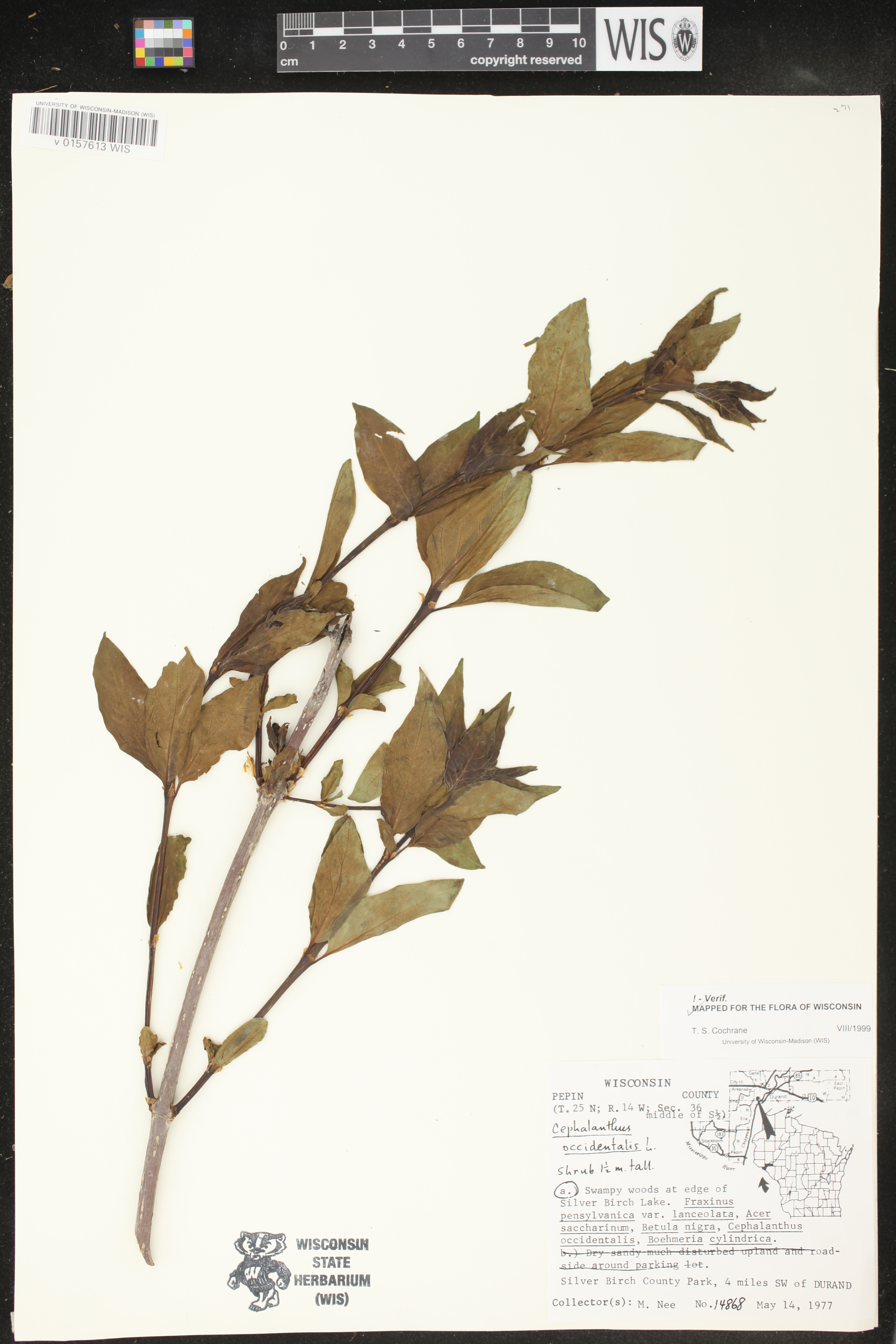 Cephalanthus occidentalis image