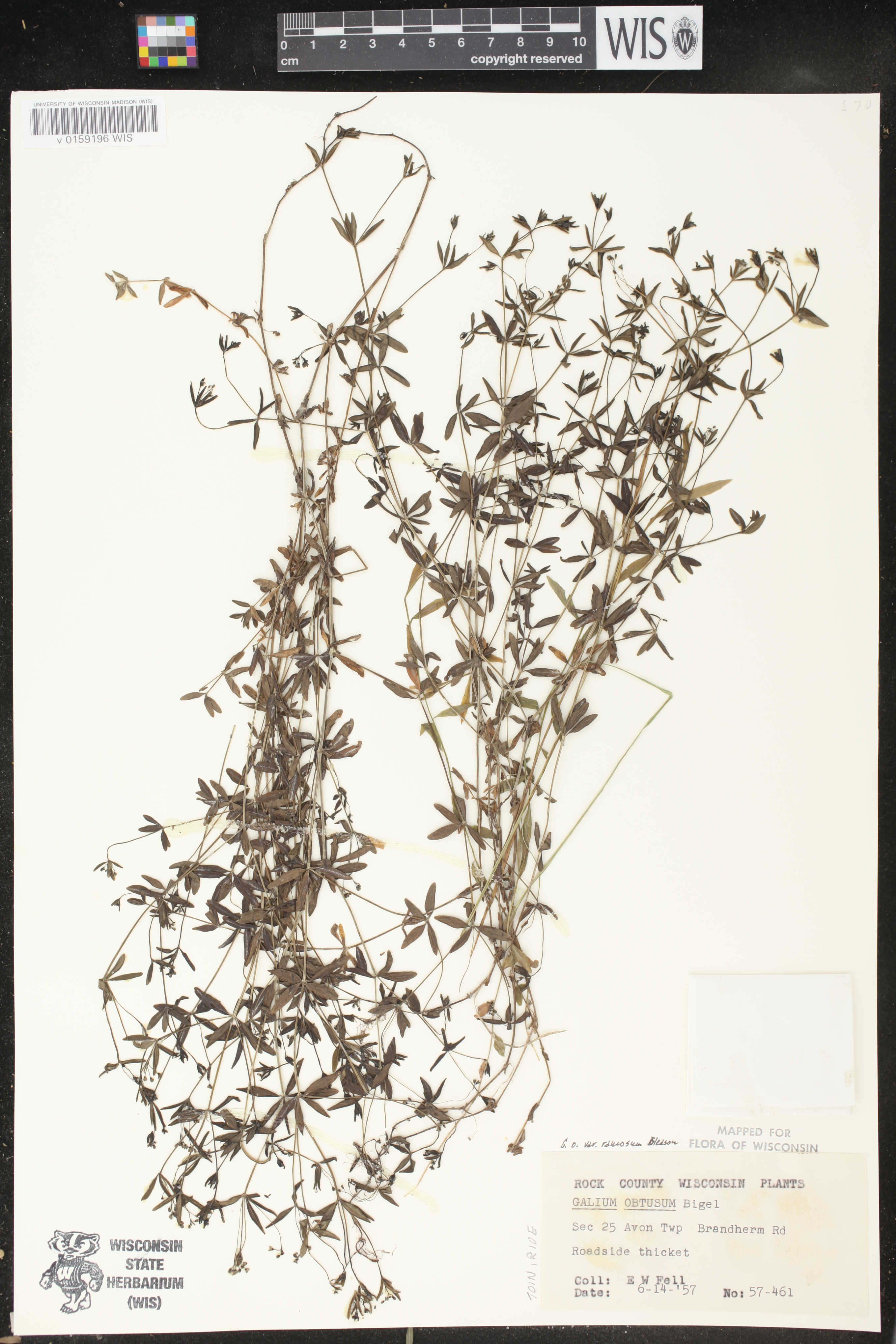 Galium obtusum subsp. obtusum image