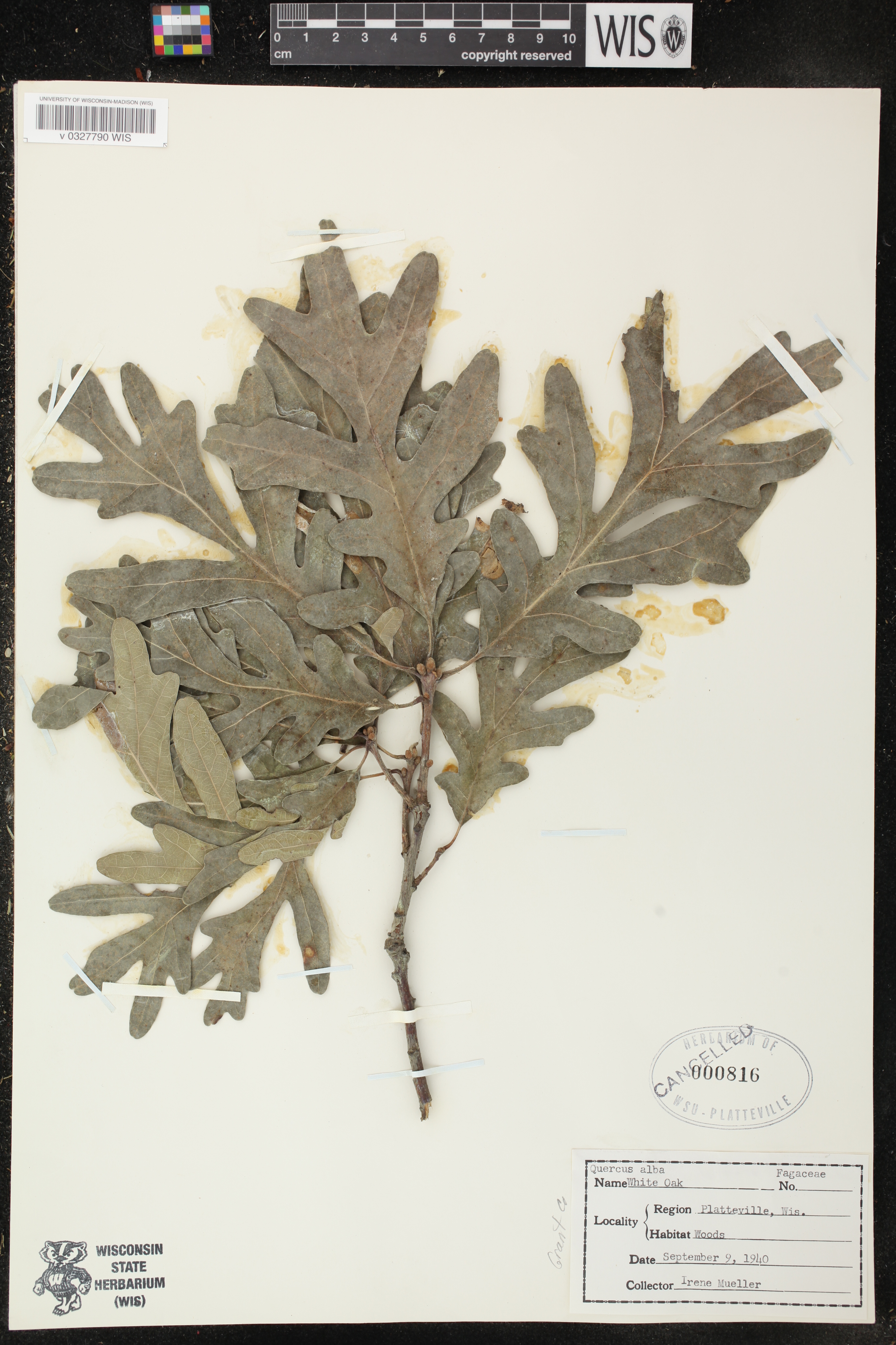 Quercus alba image