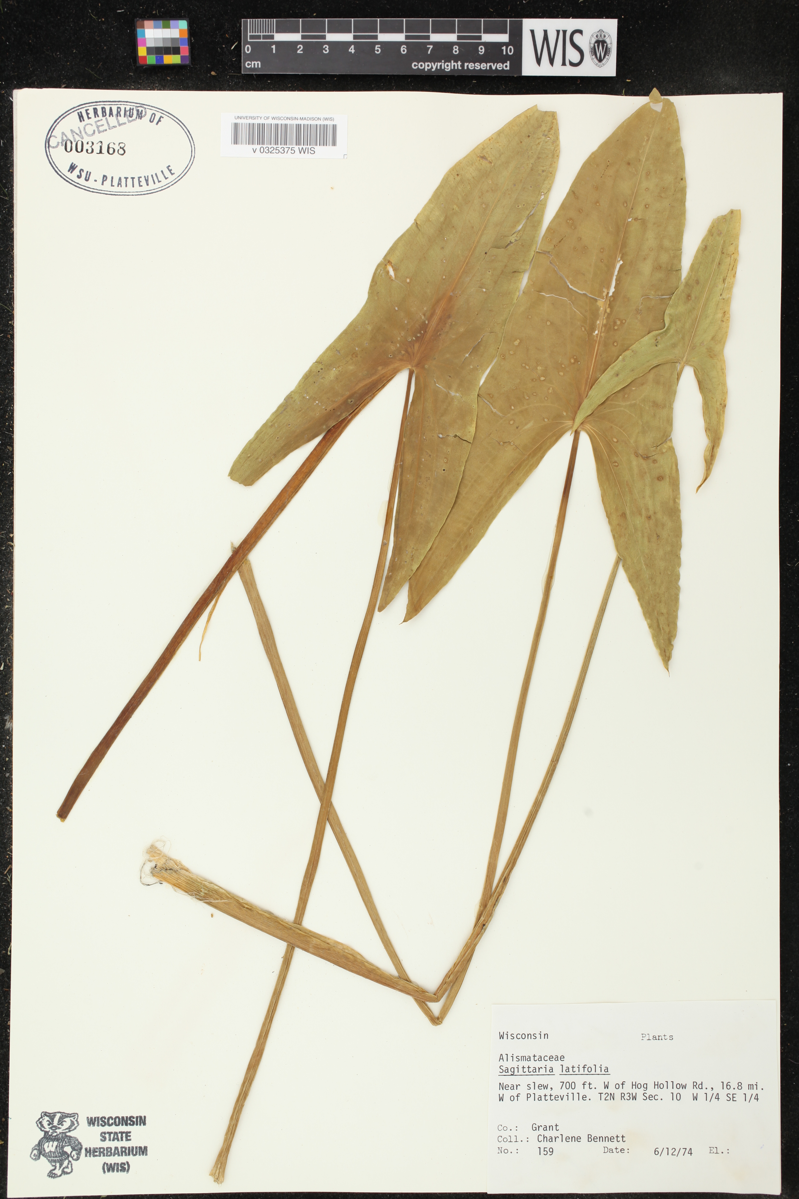 Sagittaria latifolia image