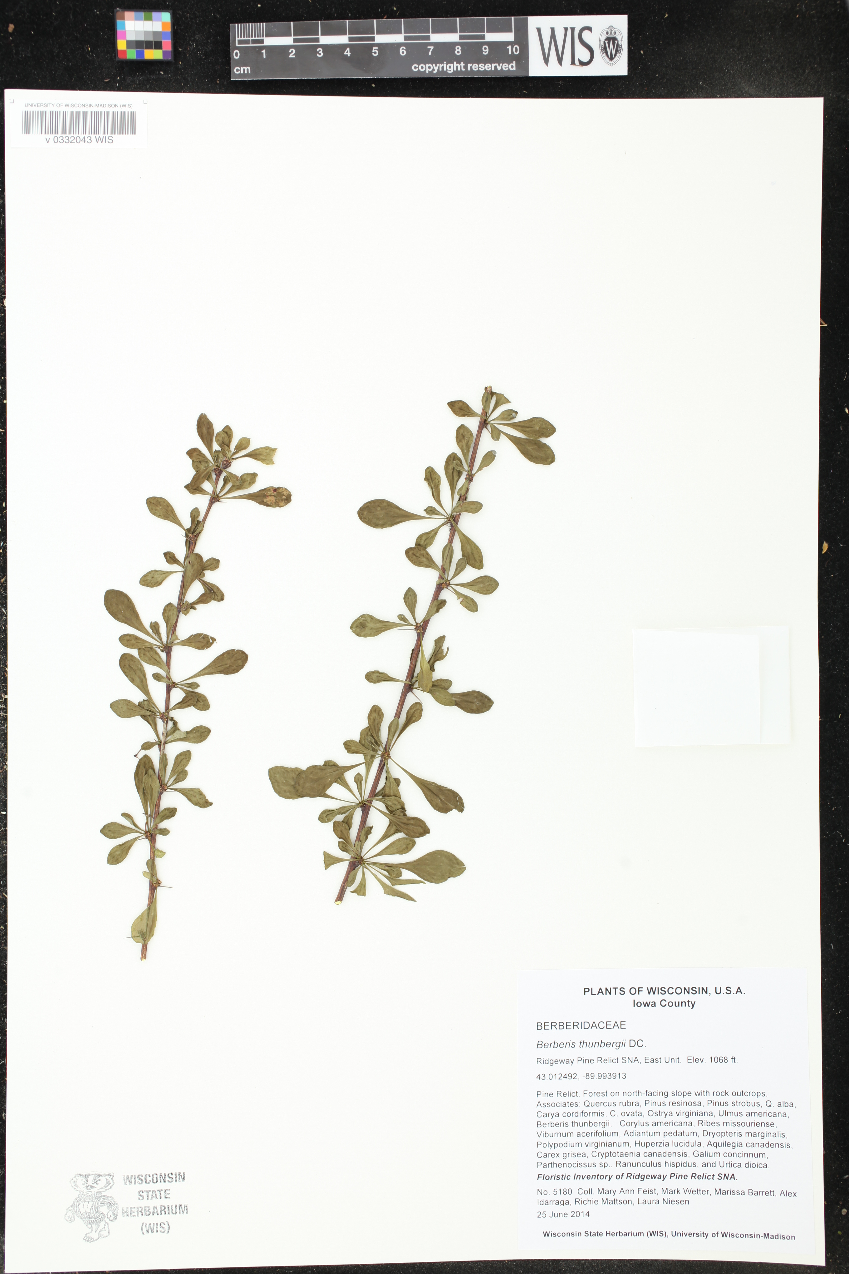 Berberis thunbergii image
