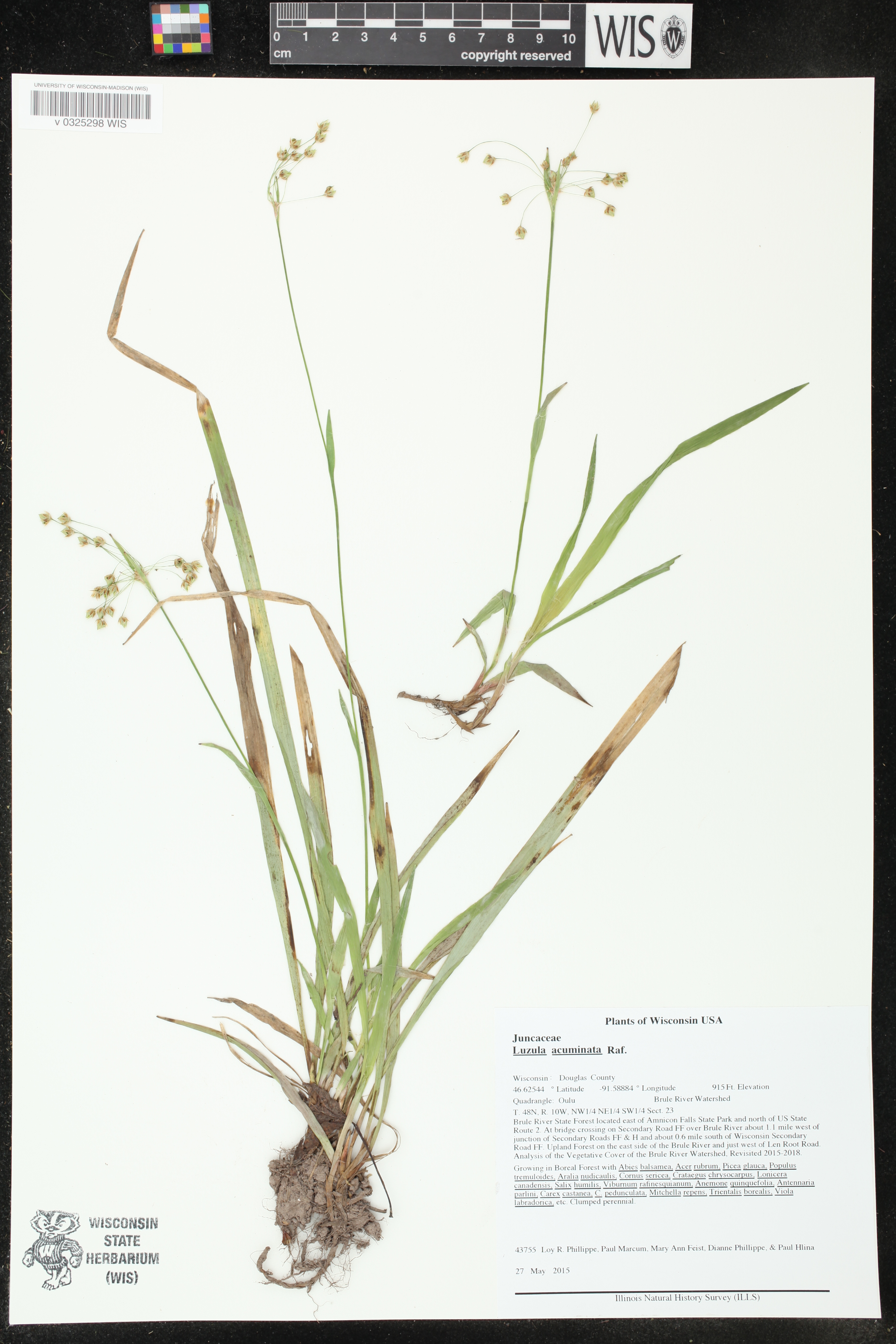 Luzula acuminata image