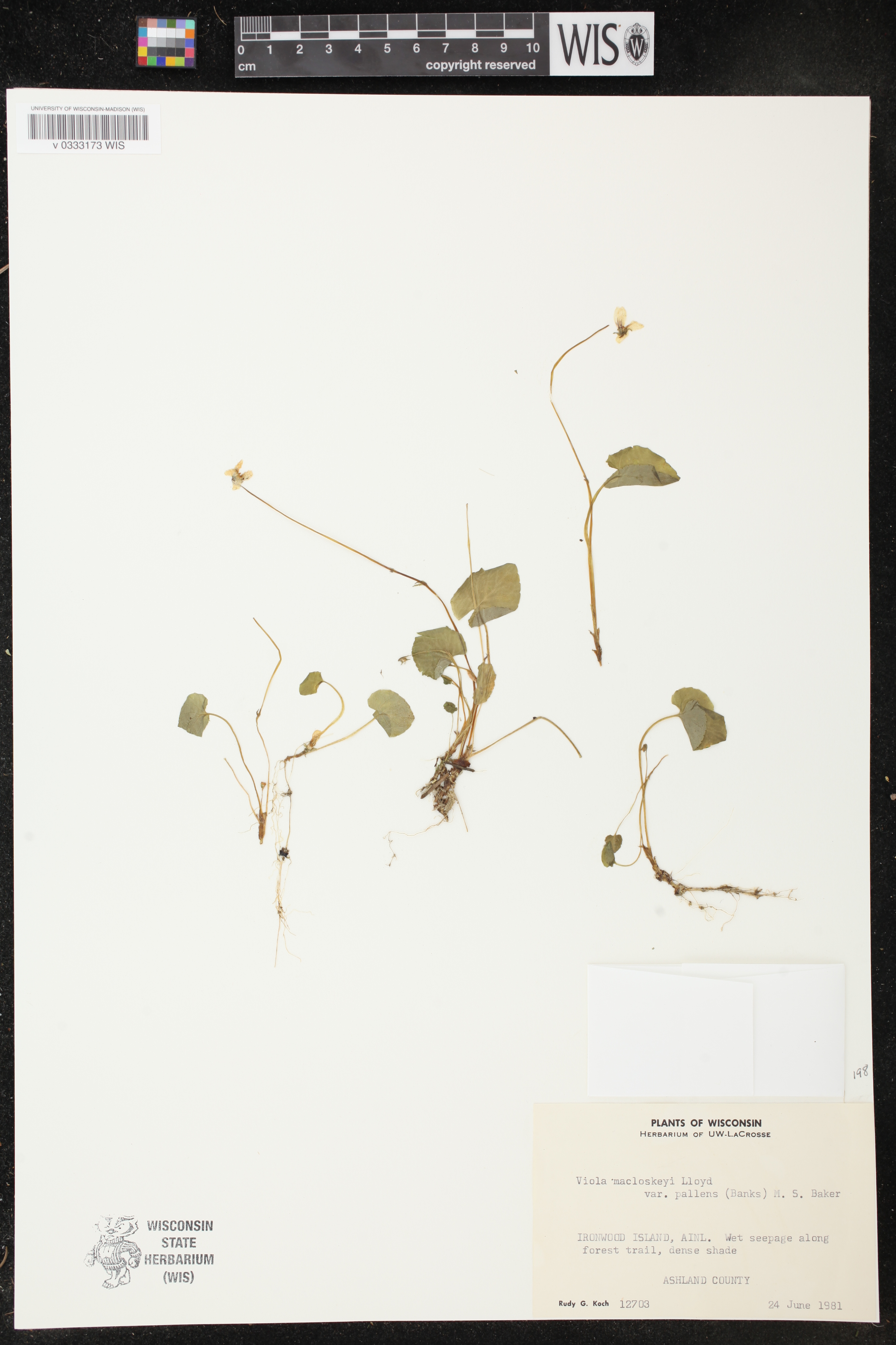 Viola macloskeyi subsp. pallens image