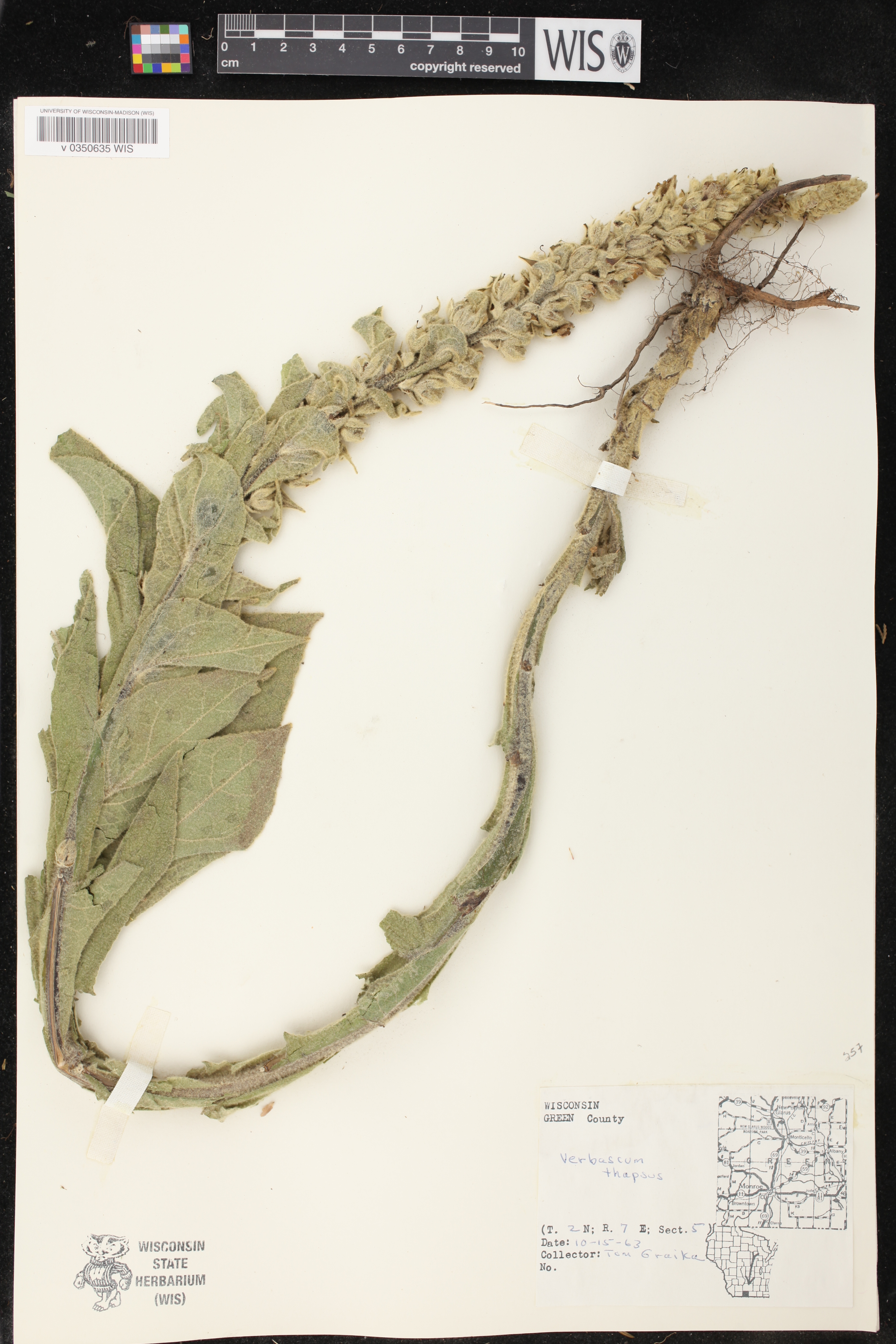 Verbascum thapsus image