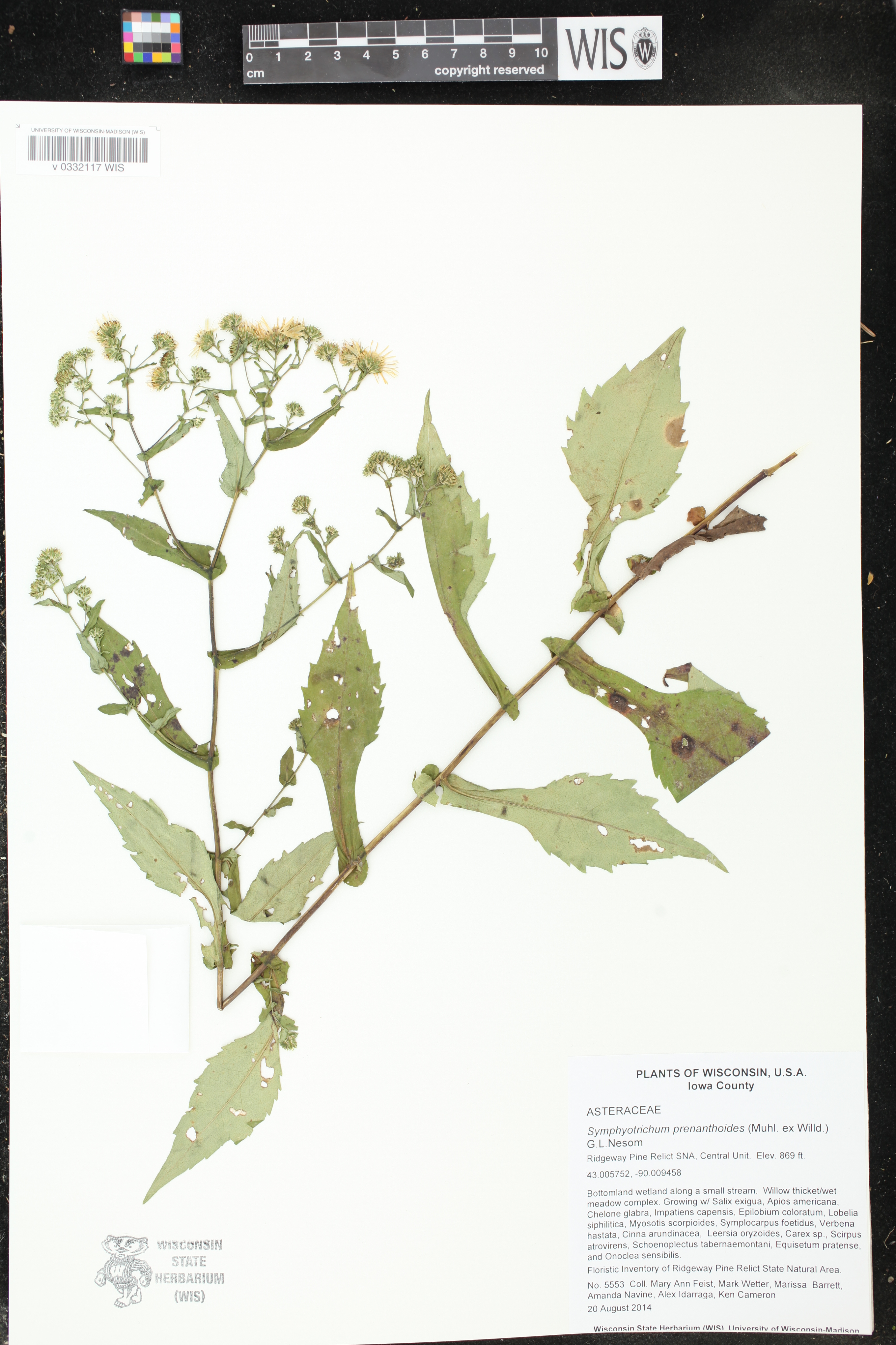 Symphyotrichum prenanthoides image