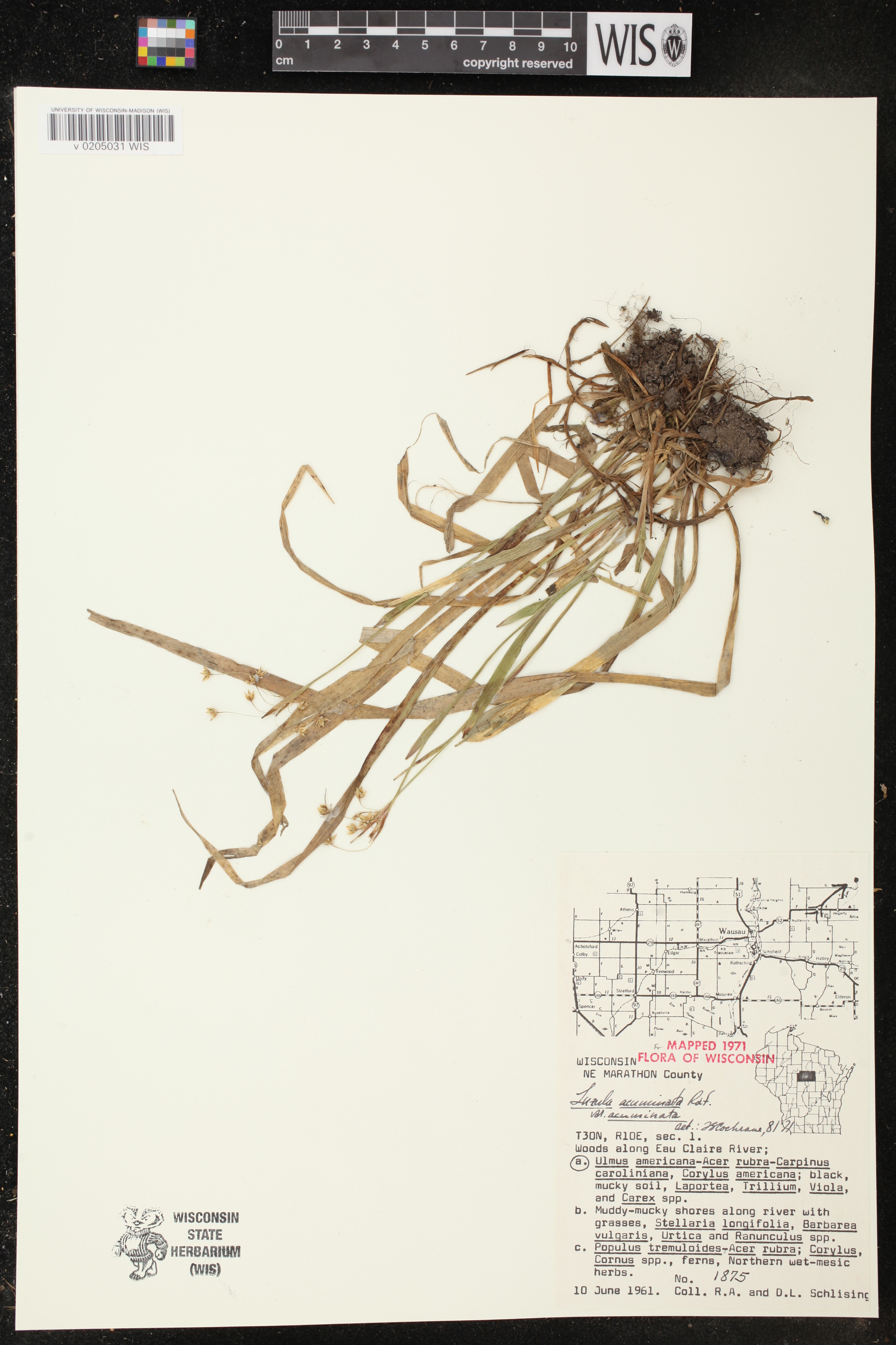 Luzula acuminata image