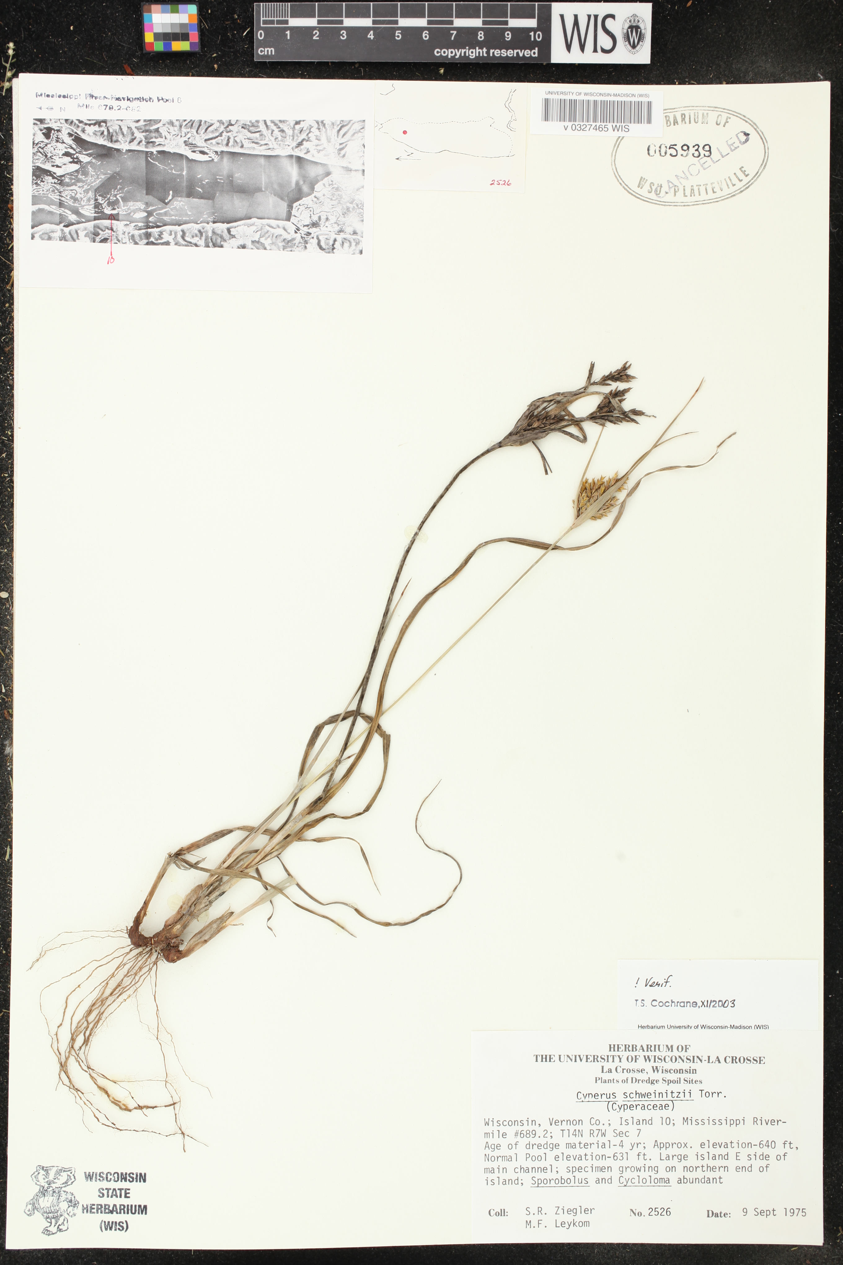 Cyperus schweinitzii image