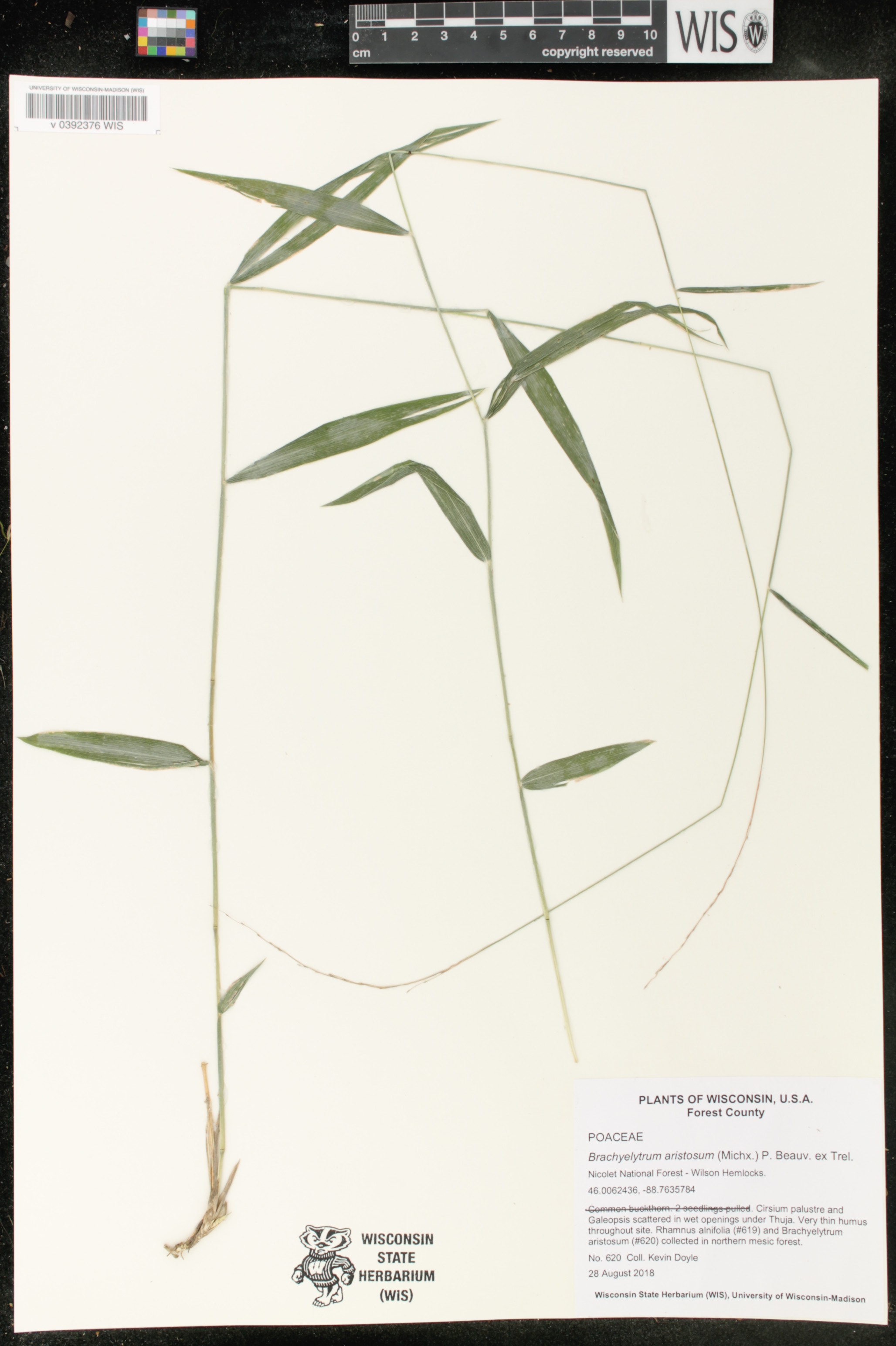 Brachyelytrum aristosum image