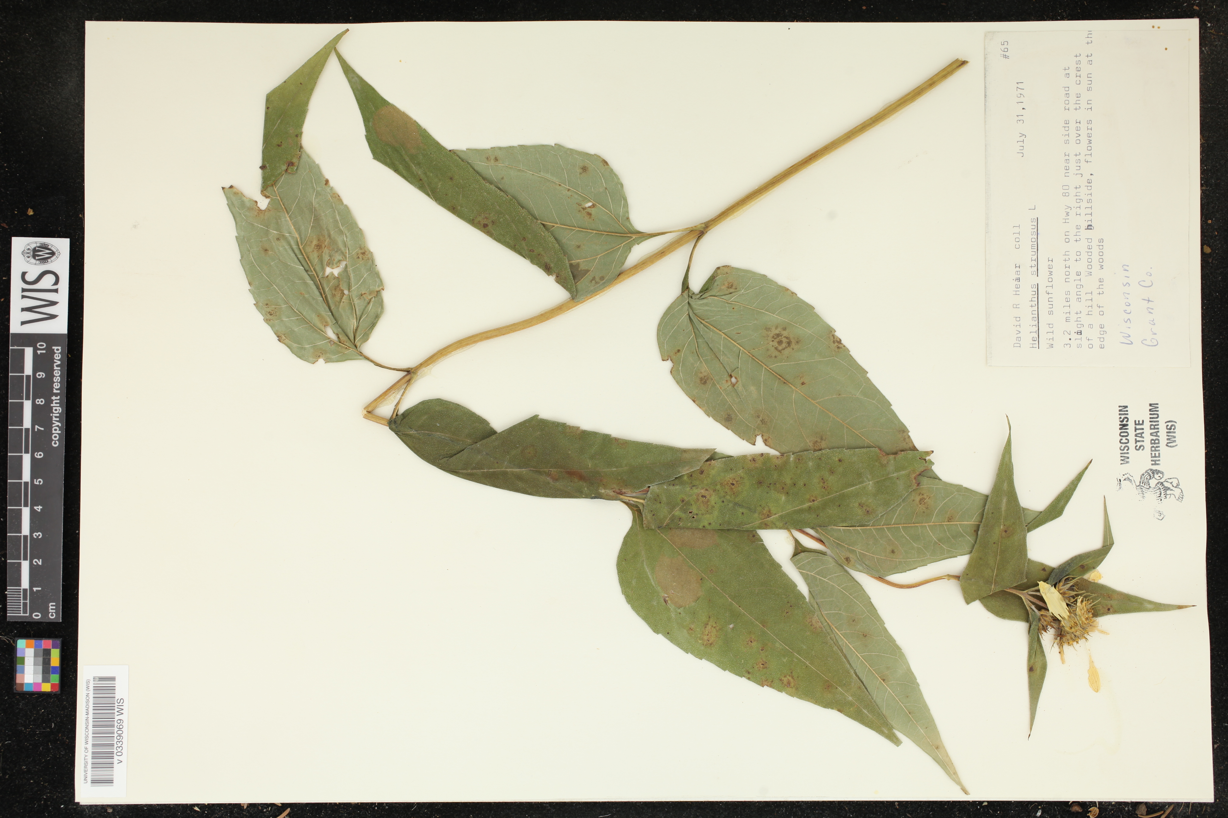 Helianthus strumosus image