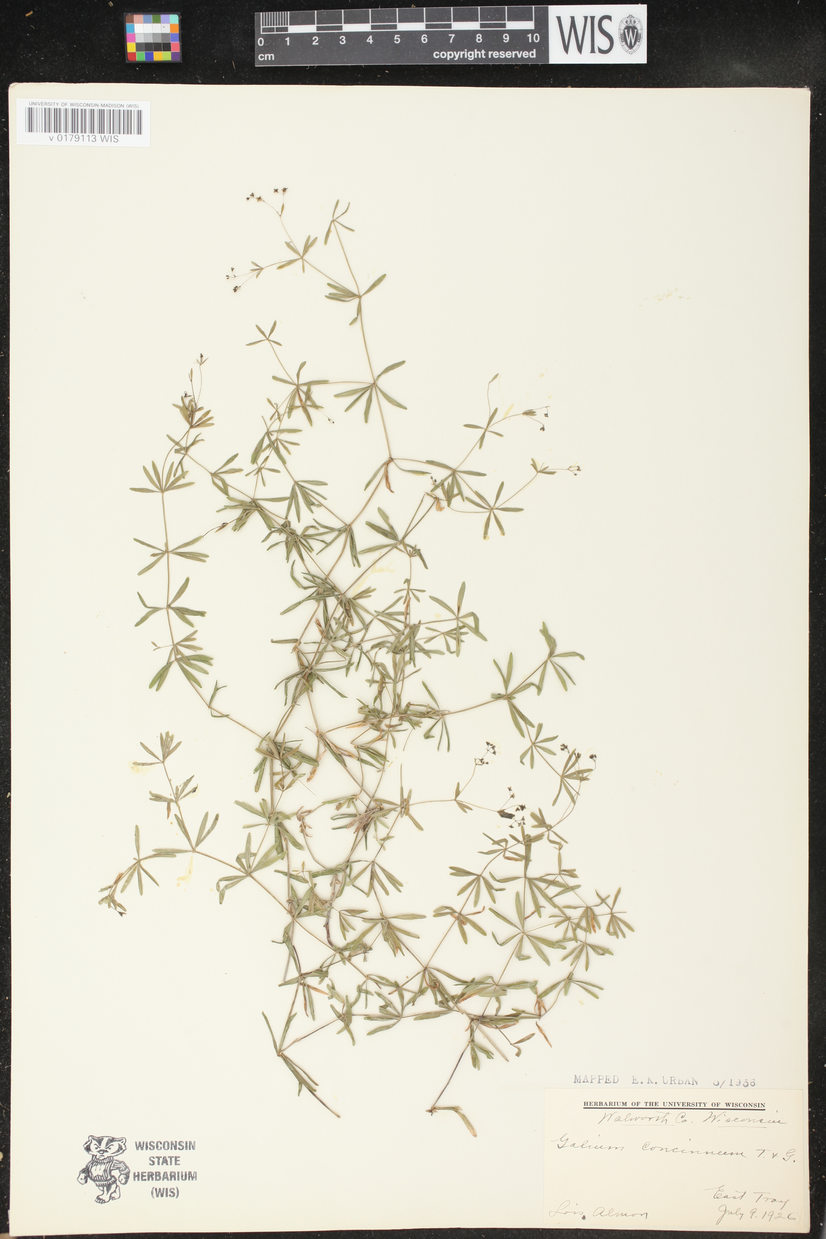 Galium concinnum image