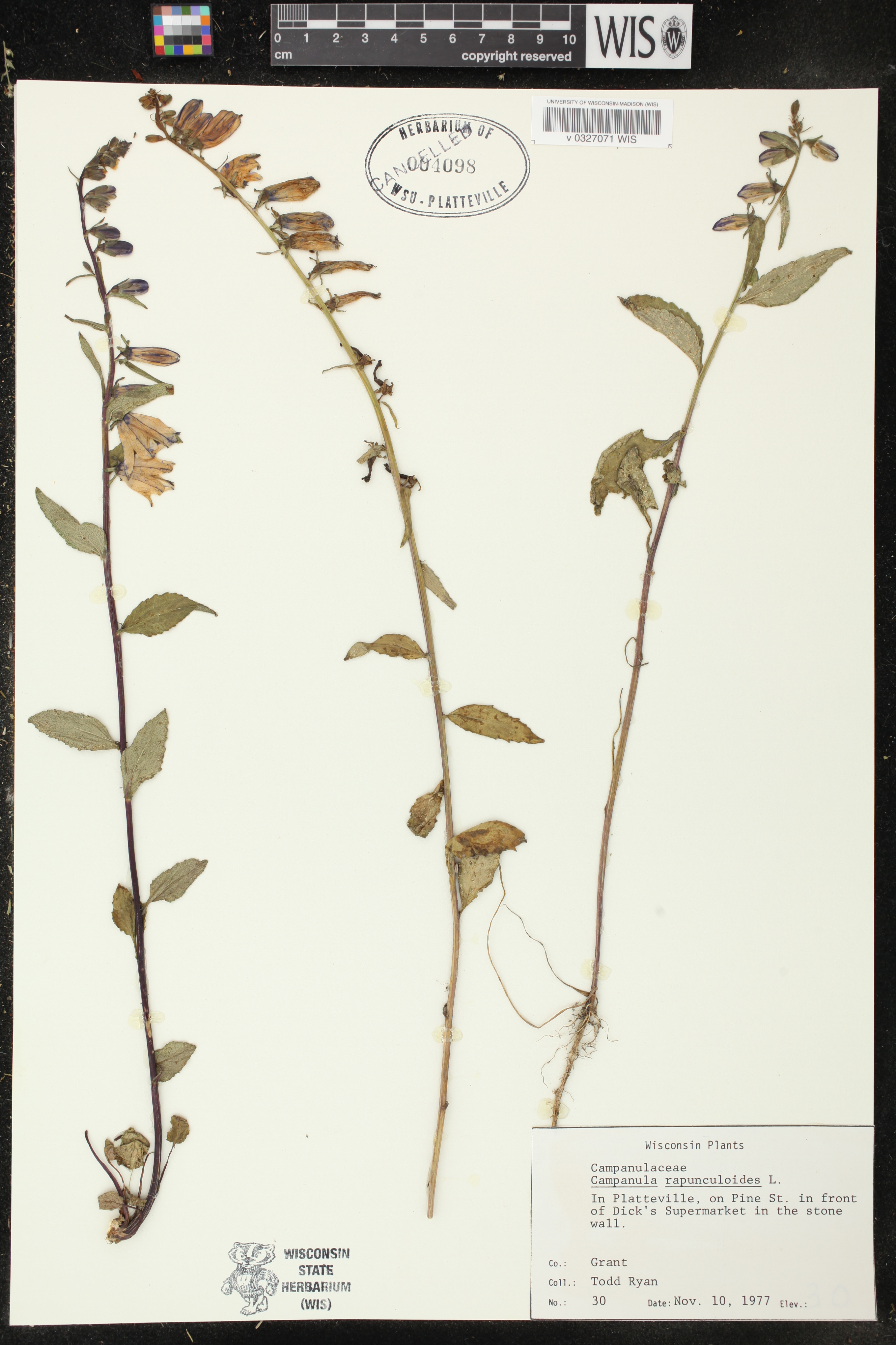 Campanula rapunculoides image
