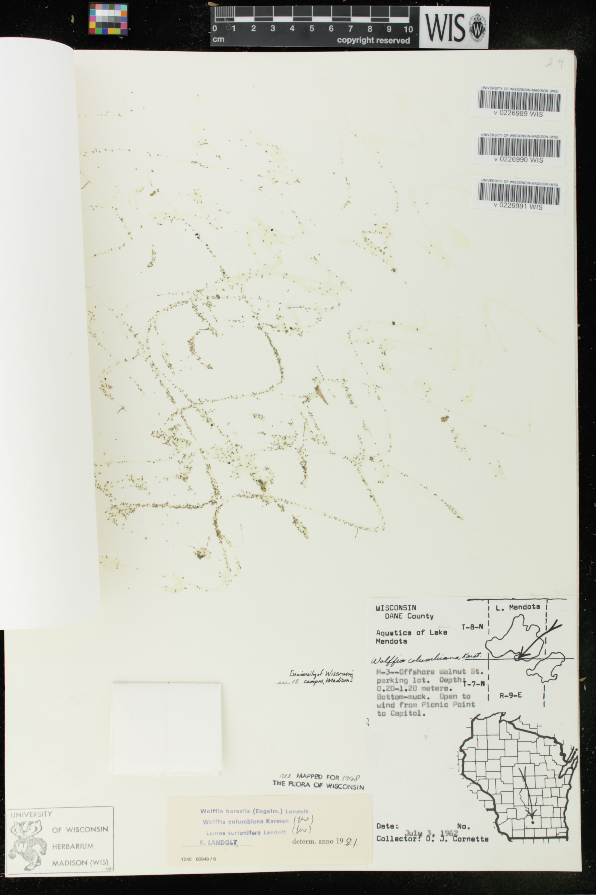 Wolffia columbiana image