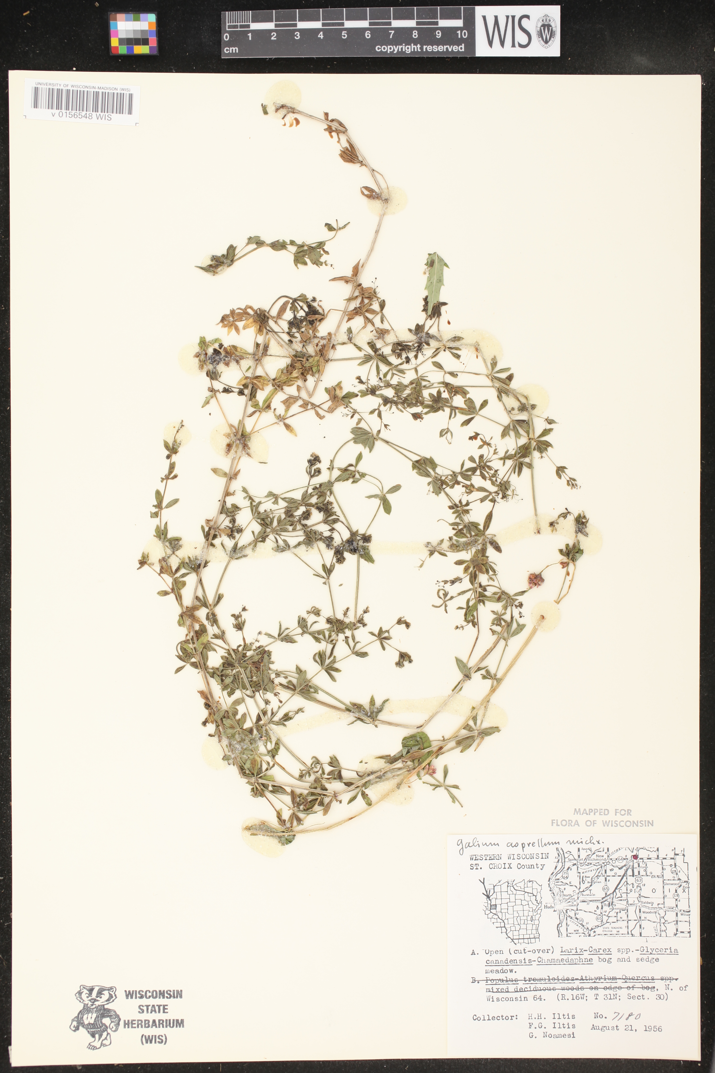 Galium asprellum image