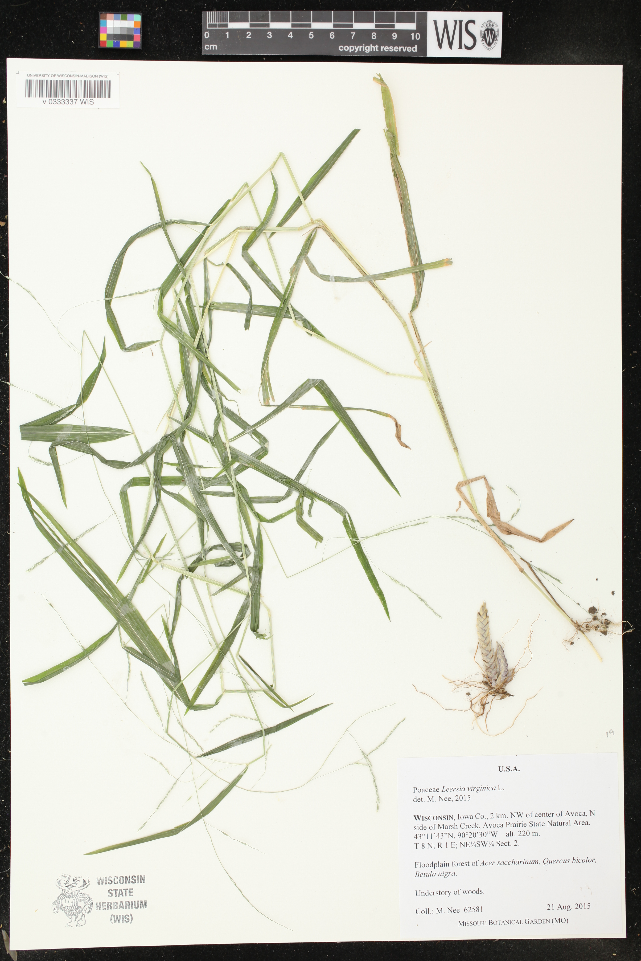 Leersia virginica image
