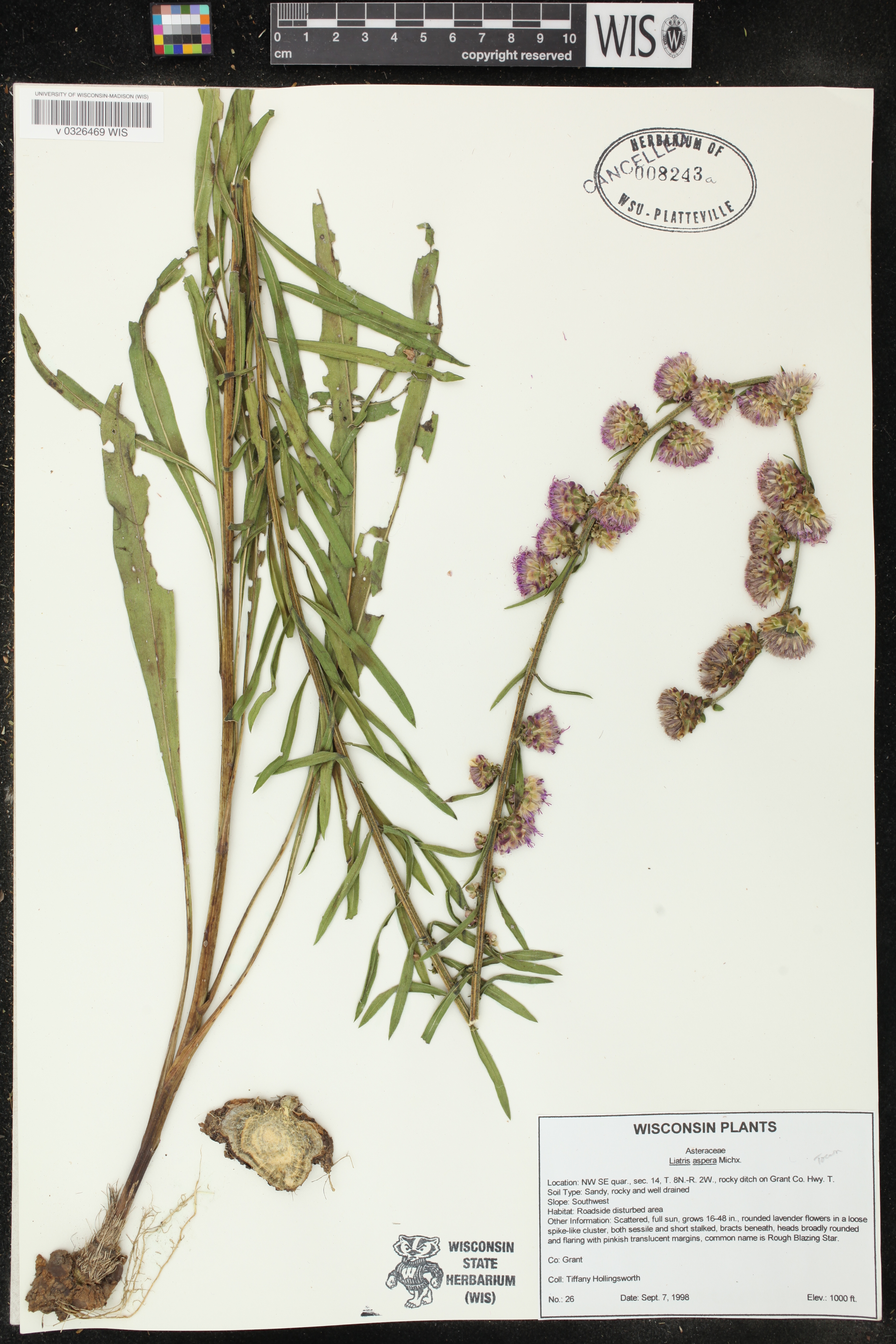 Liatris aspera image