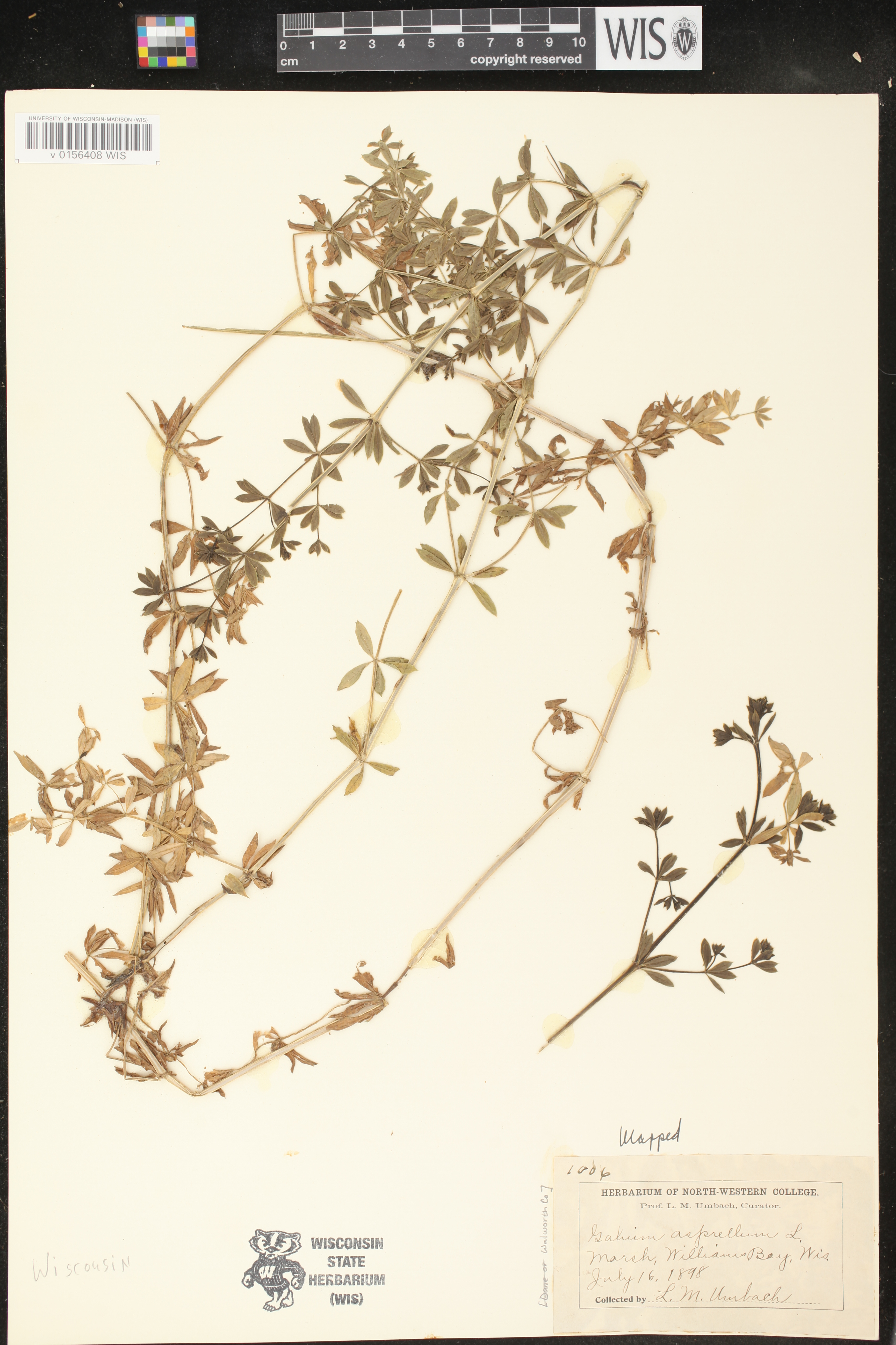 Galium asprellum image