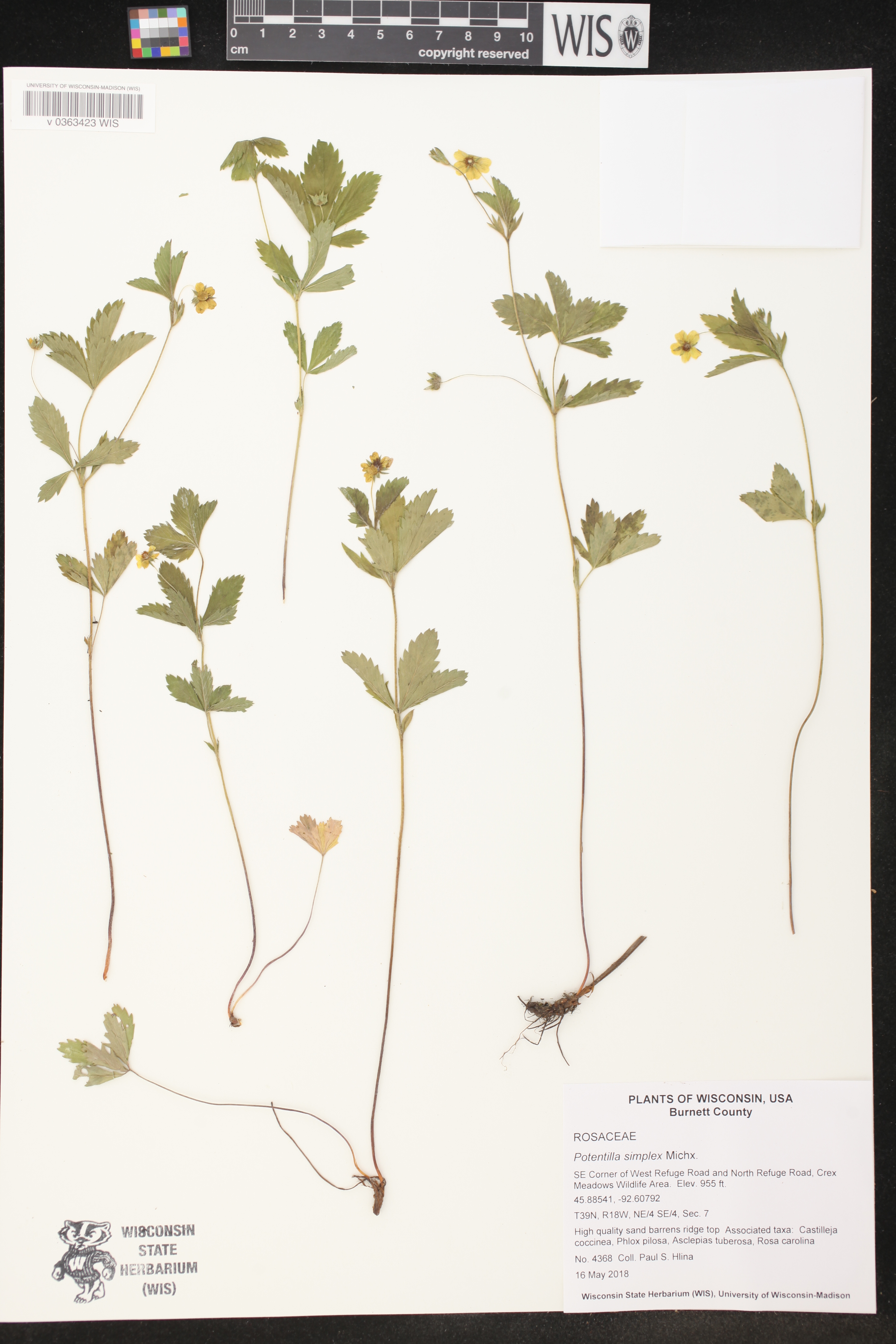 Potentilla simplex image