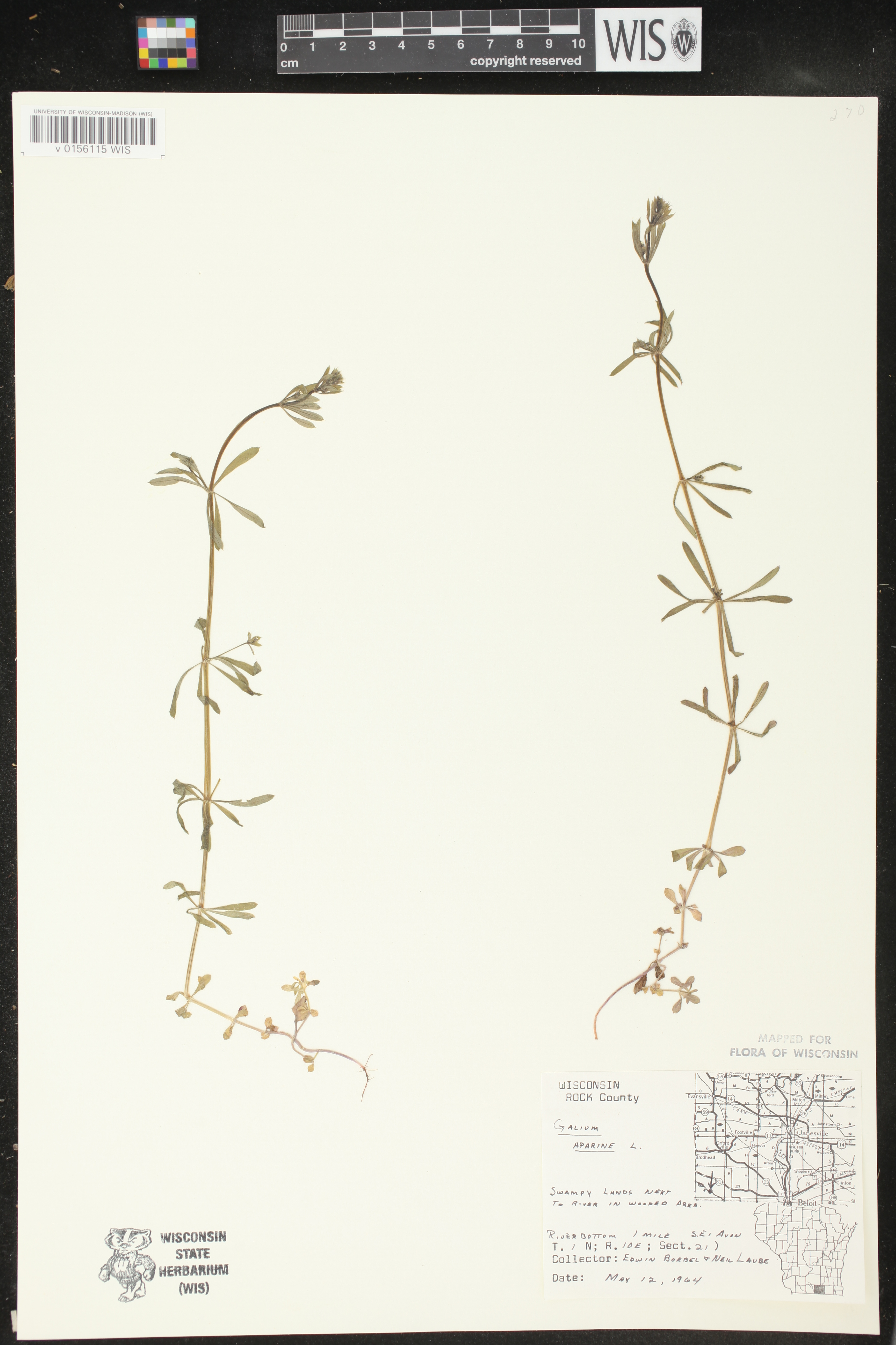 Galium aparine image