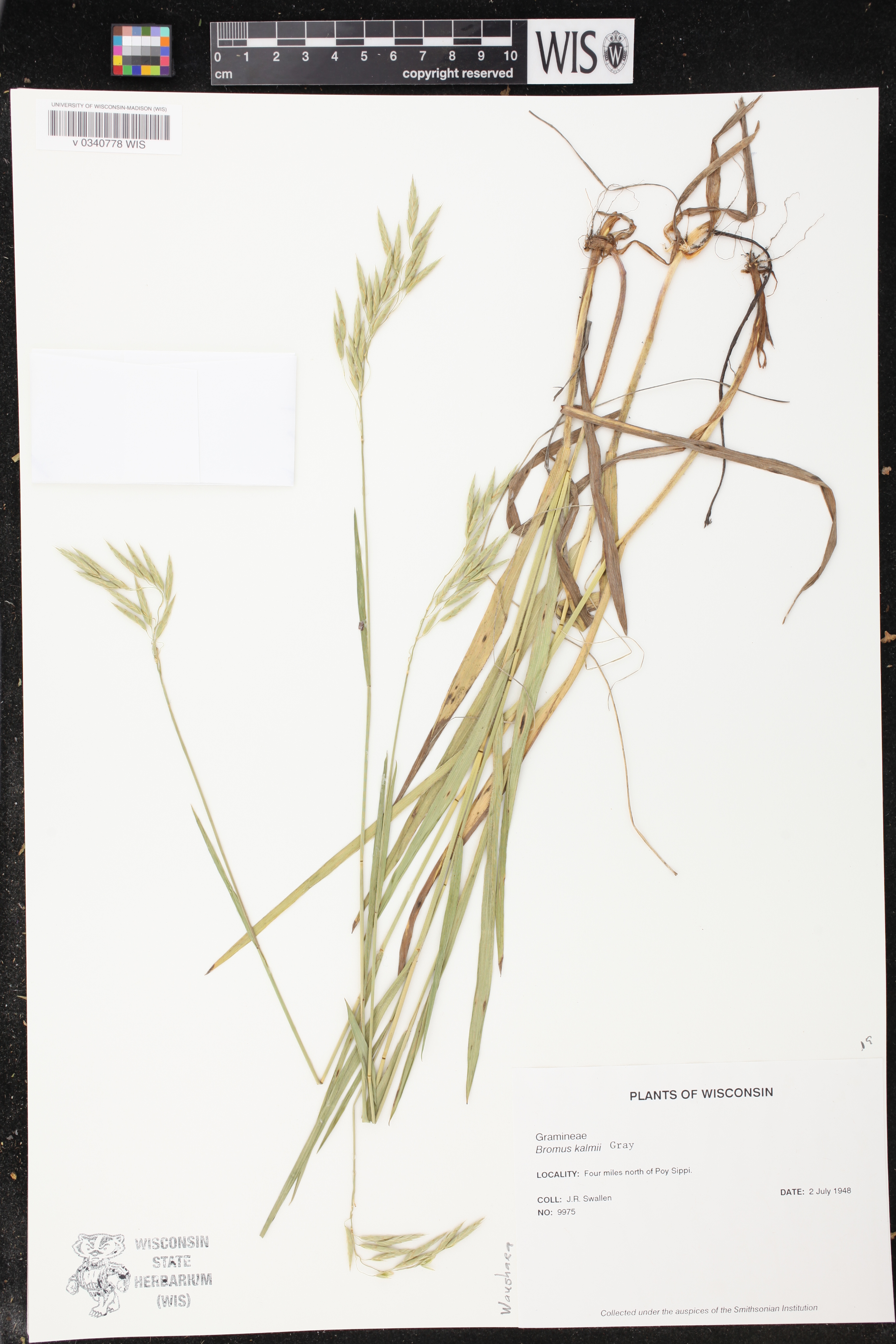 Bromus kalmii image