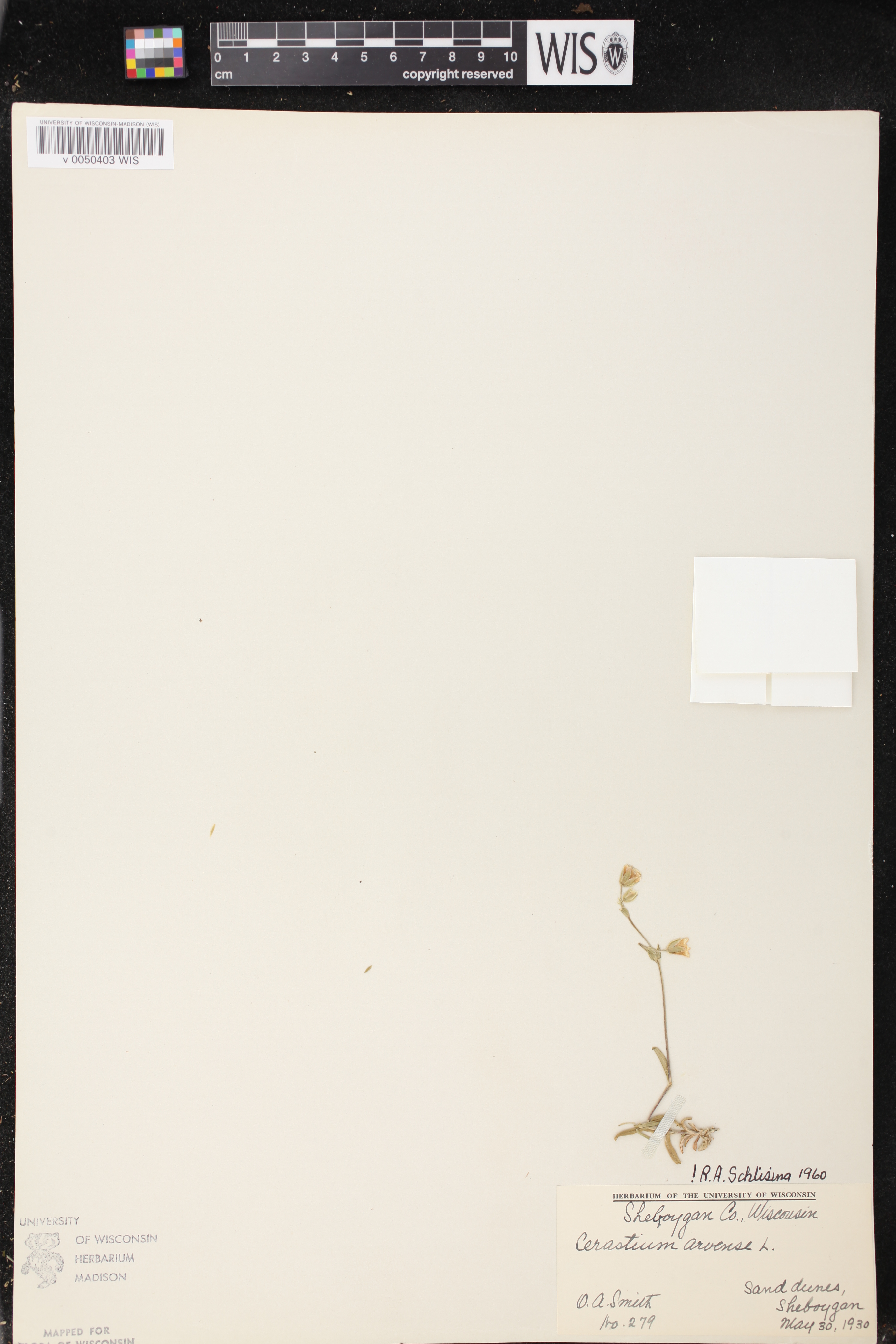 Image of Cerastium arvense subsp. arvense