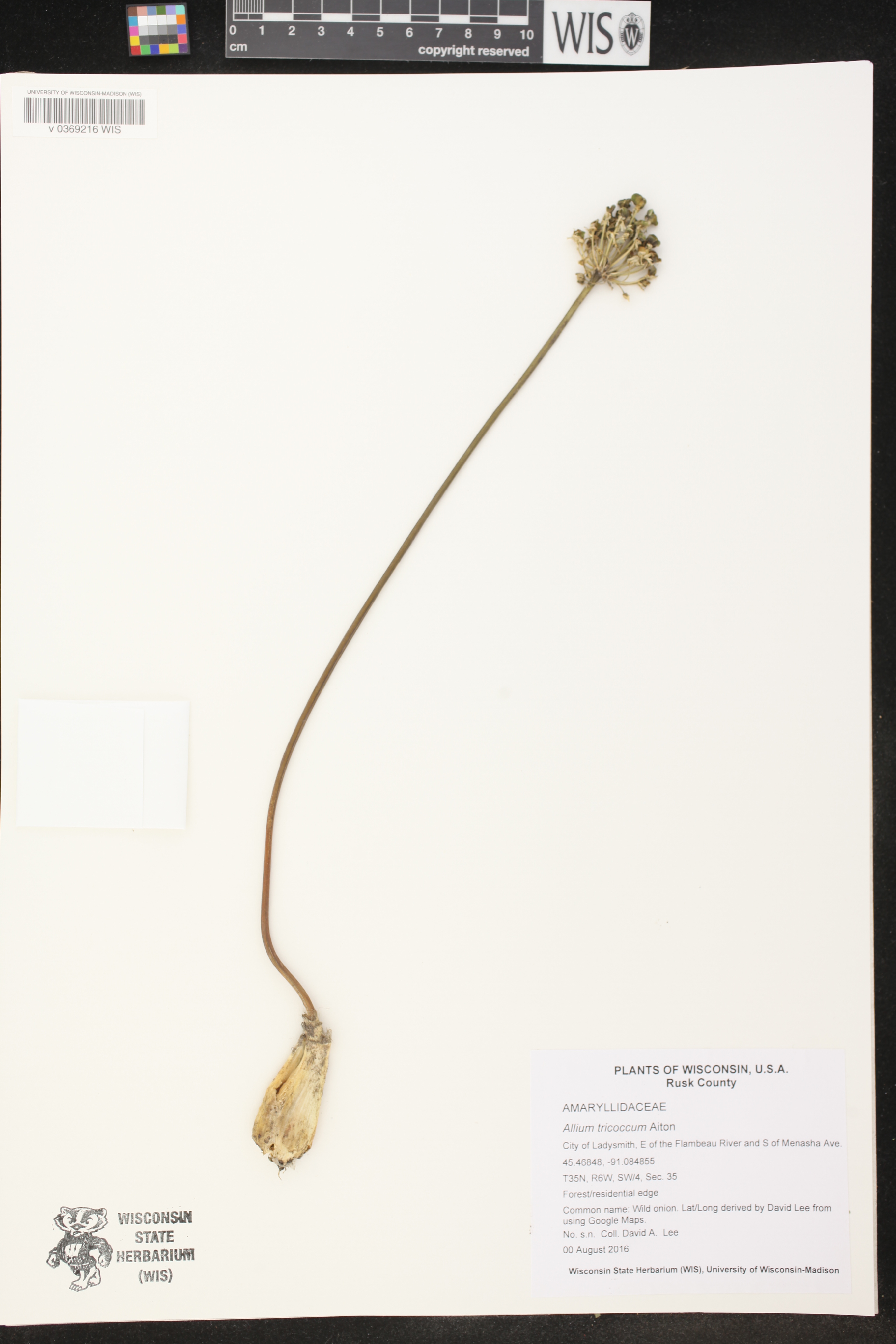 Allium tricoccum image
