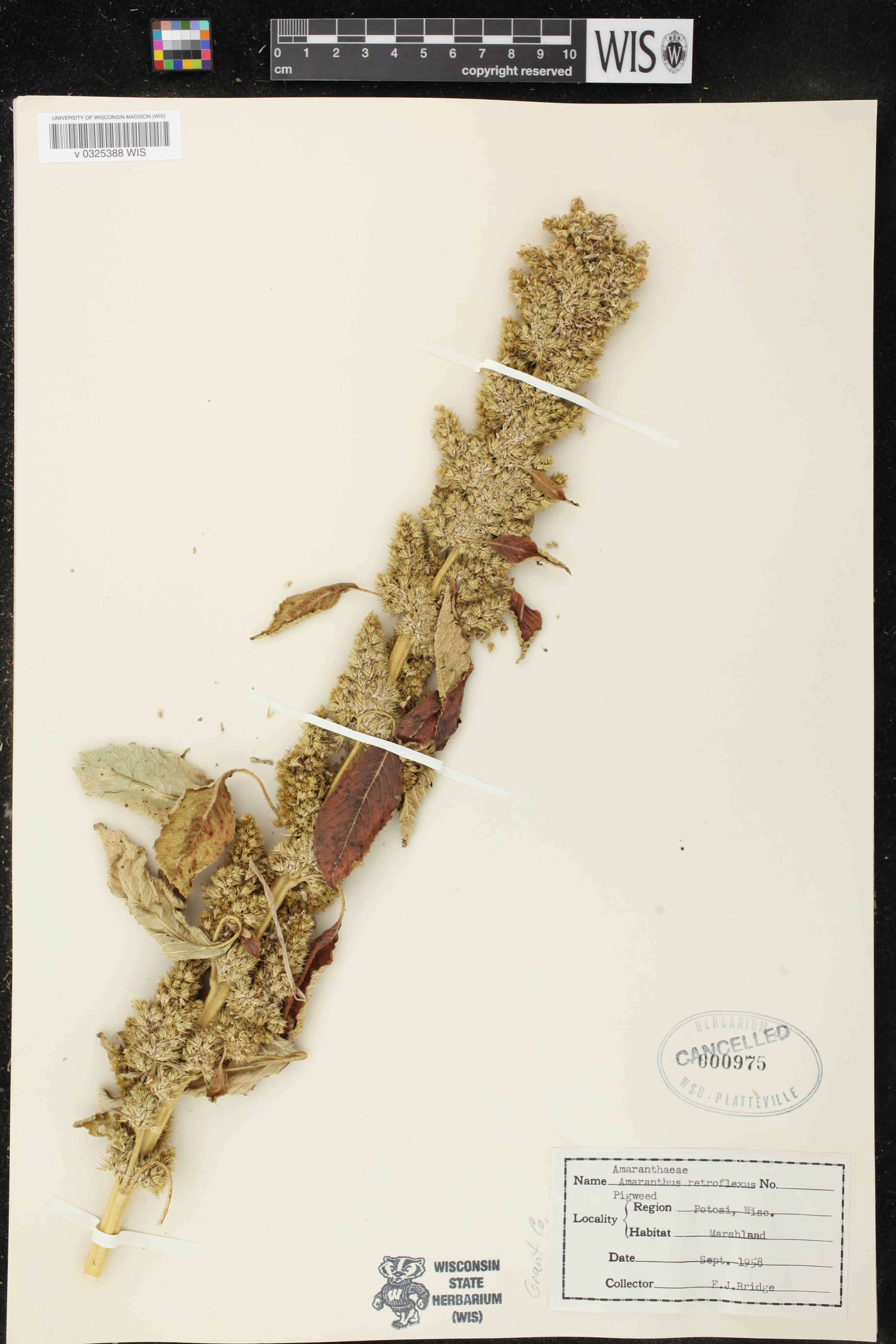 Amaranthus retroflexus image