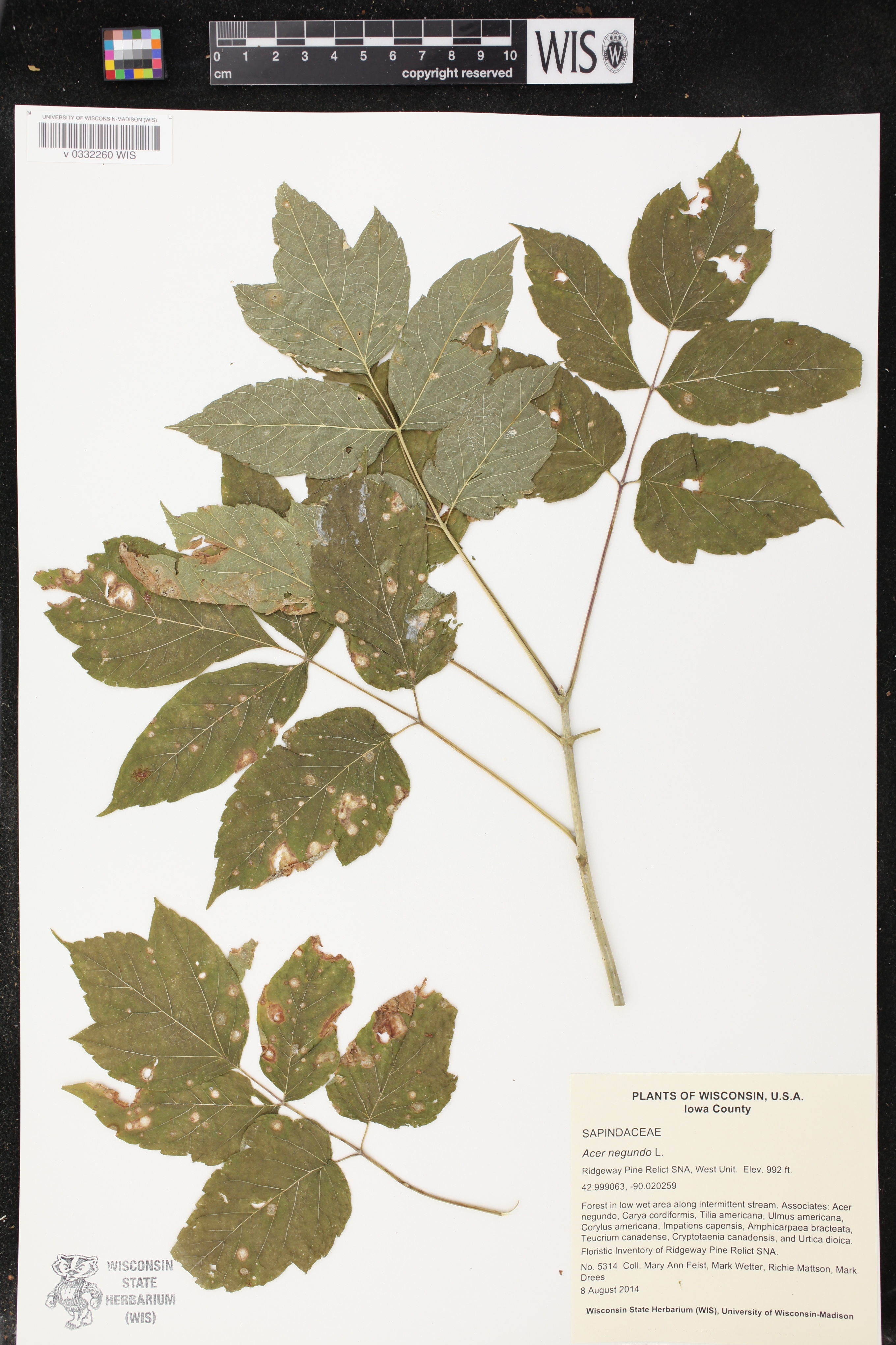 Acer negundo image