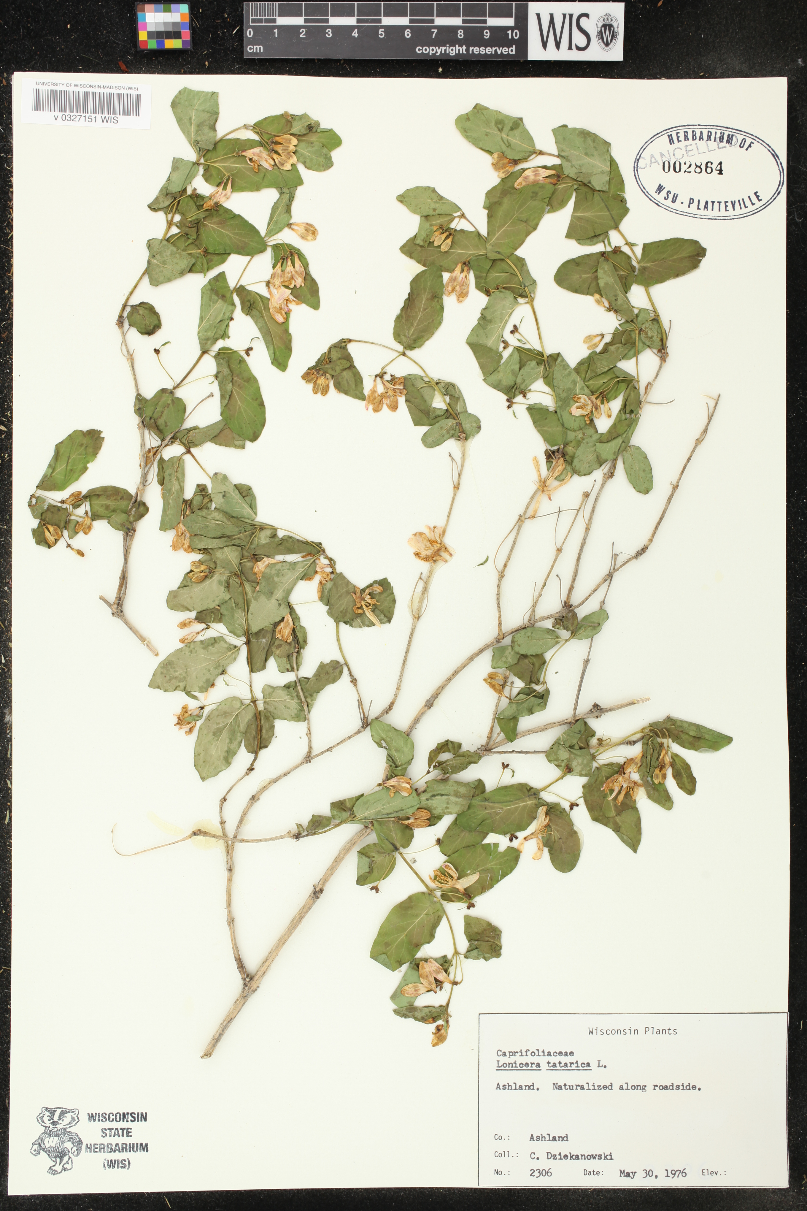 Lonicera tatarica image