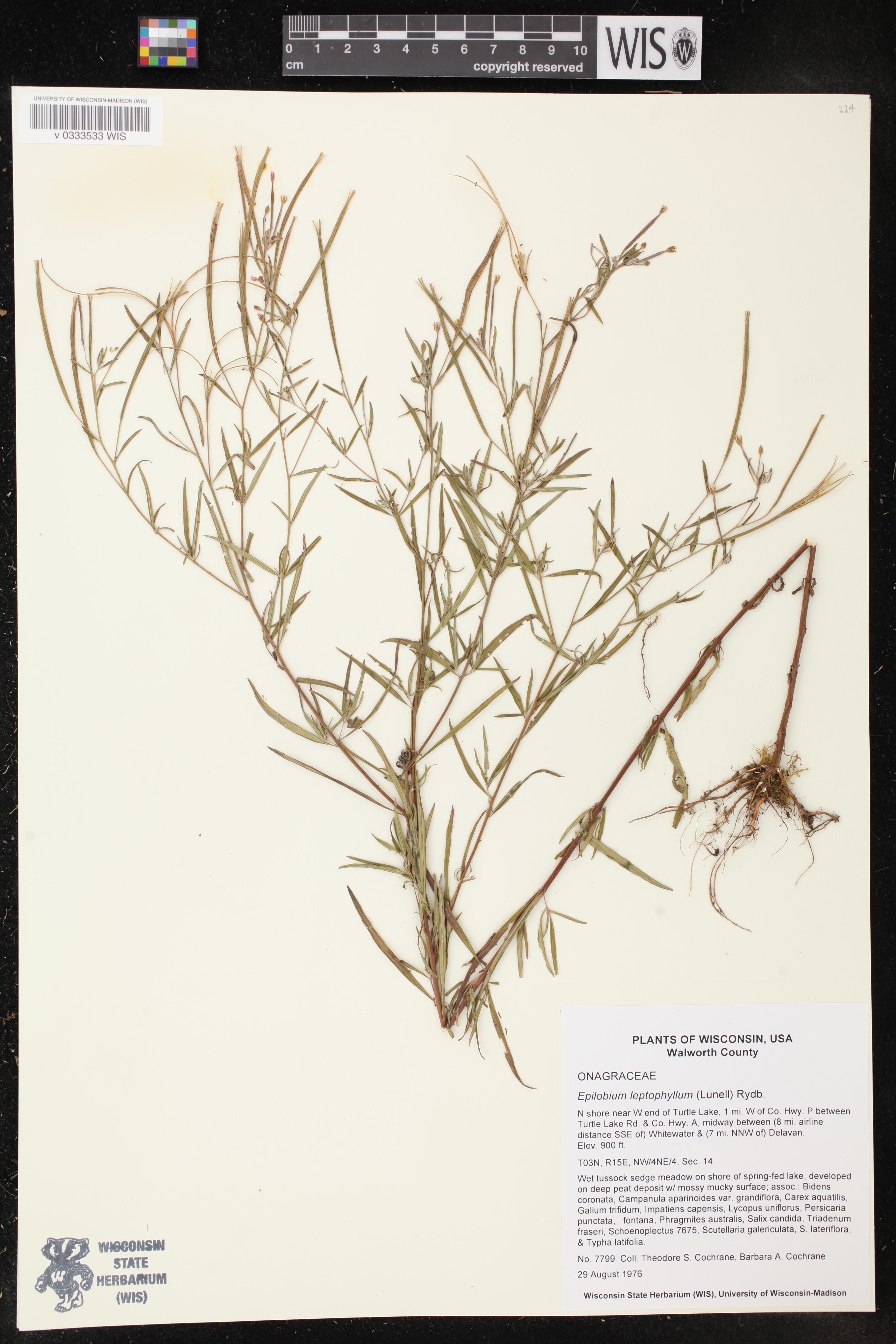 Epilobium leptophyllum image