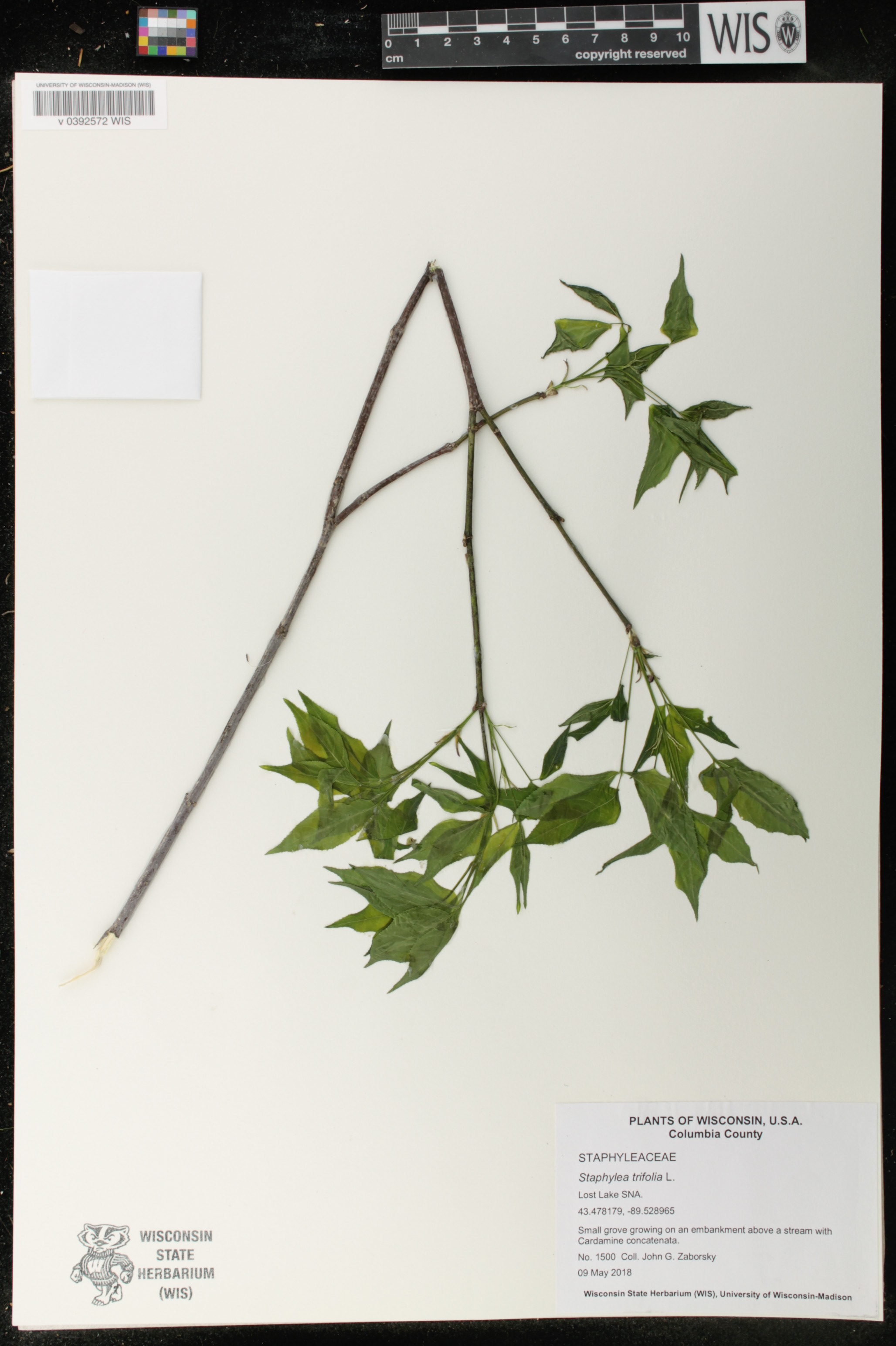Staphylea trifolia image