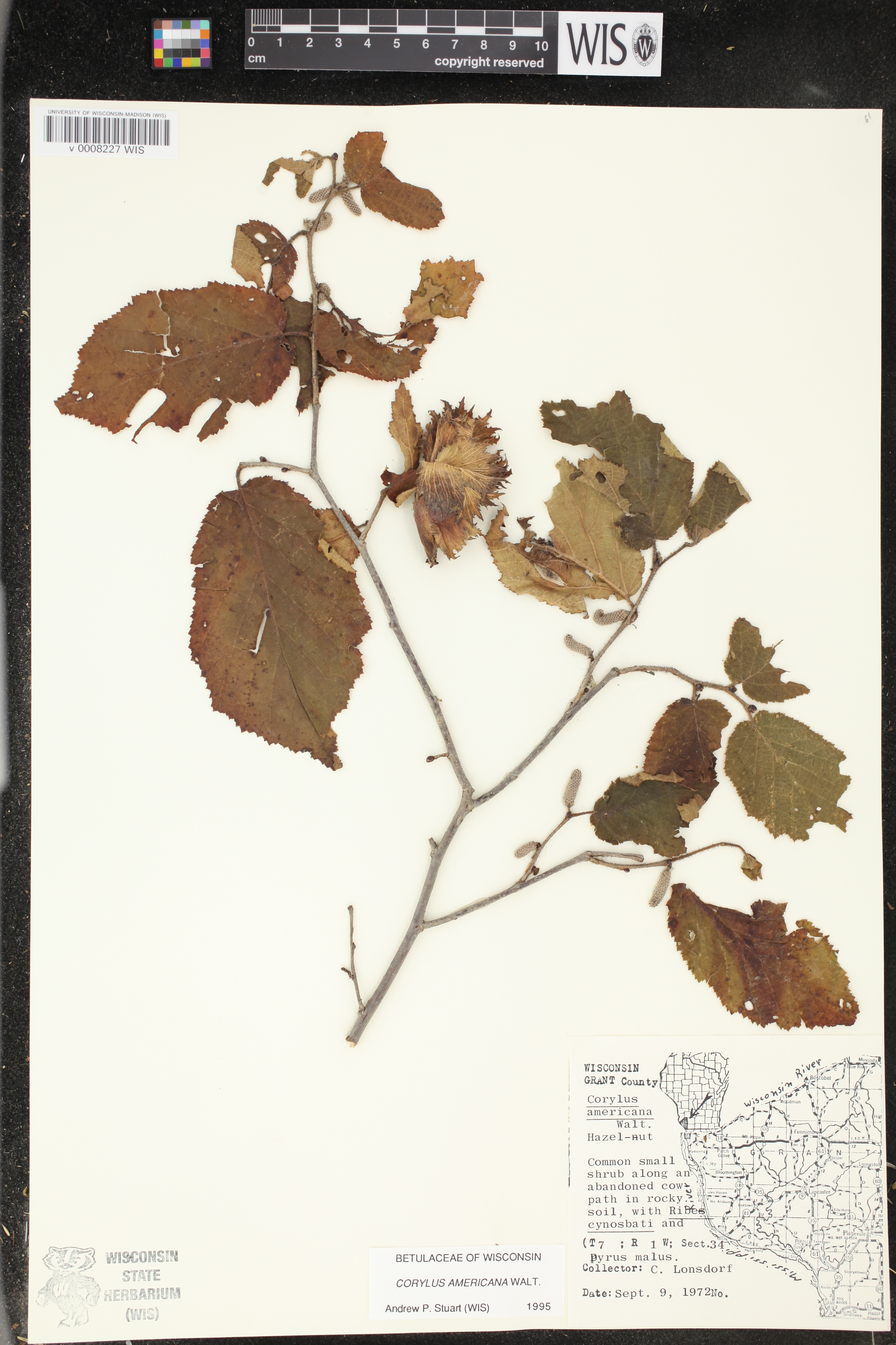 Corylus americana image