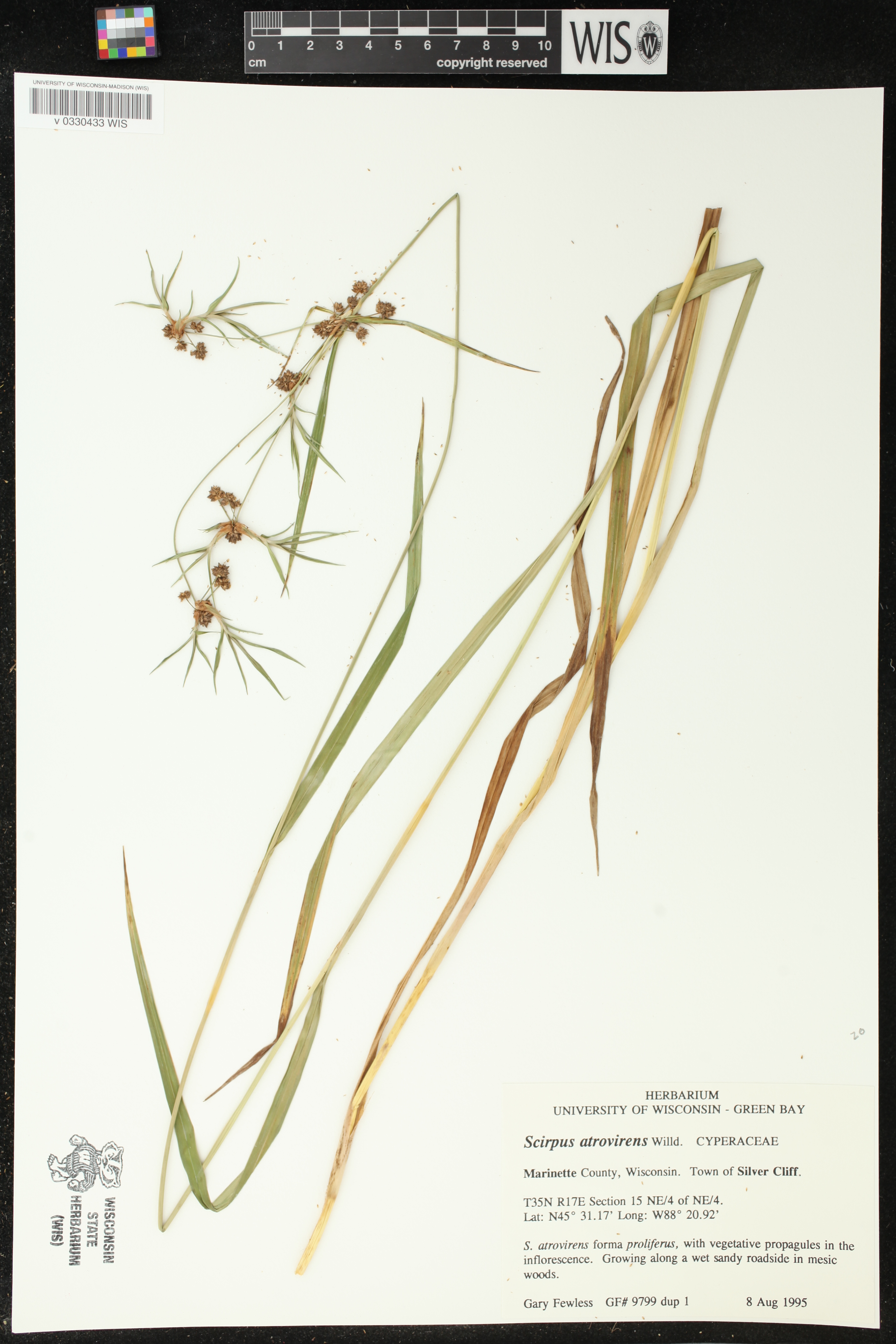 Scirpus atrovirens image