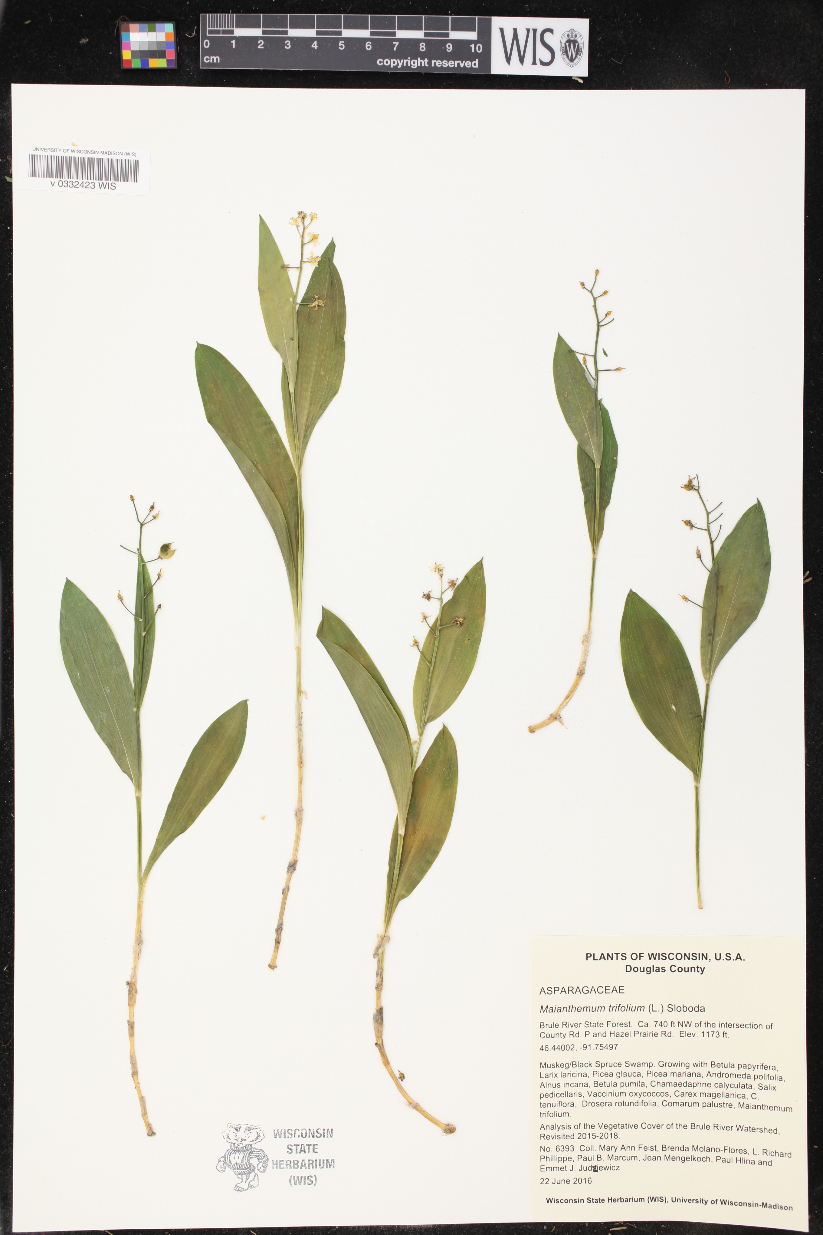 Maianthemum trifolium image