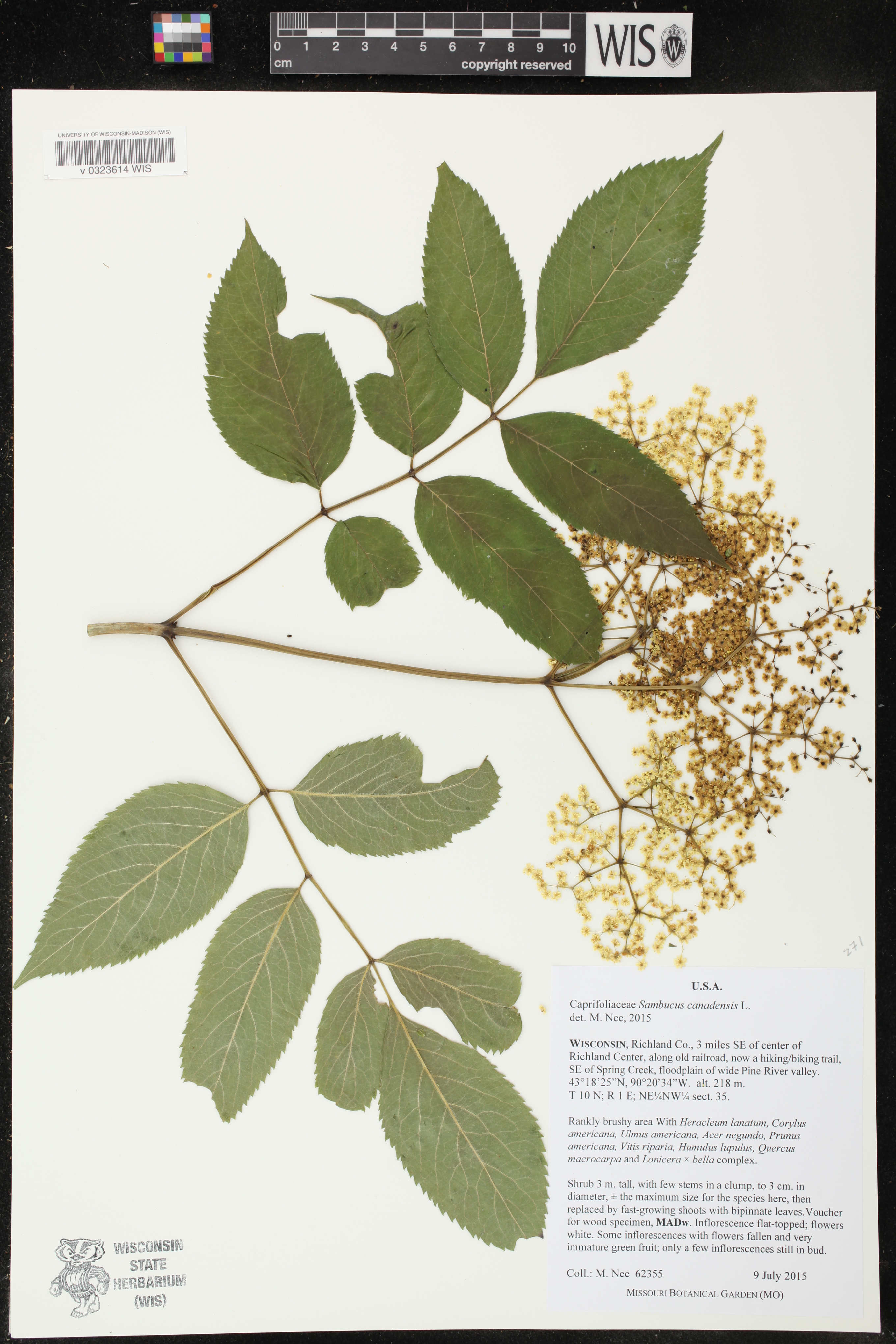 Sambucus canadensis image