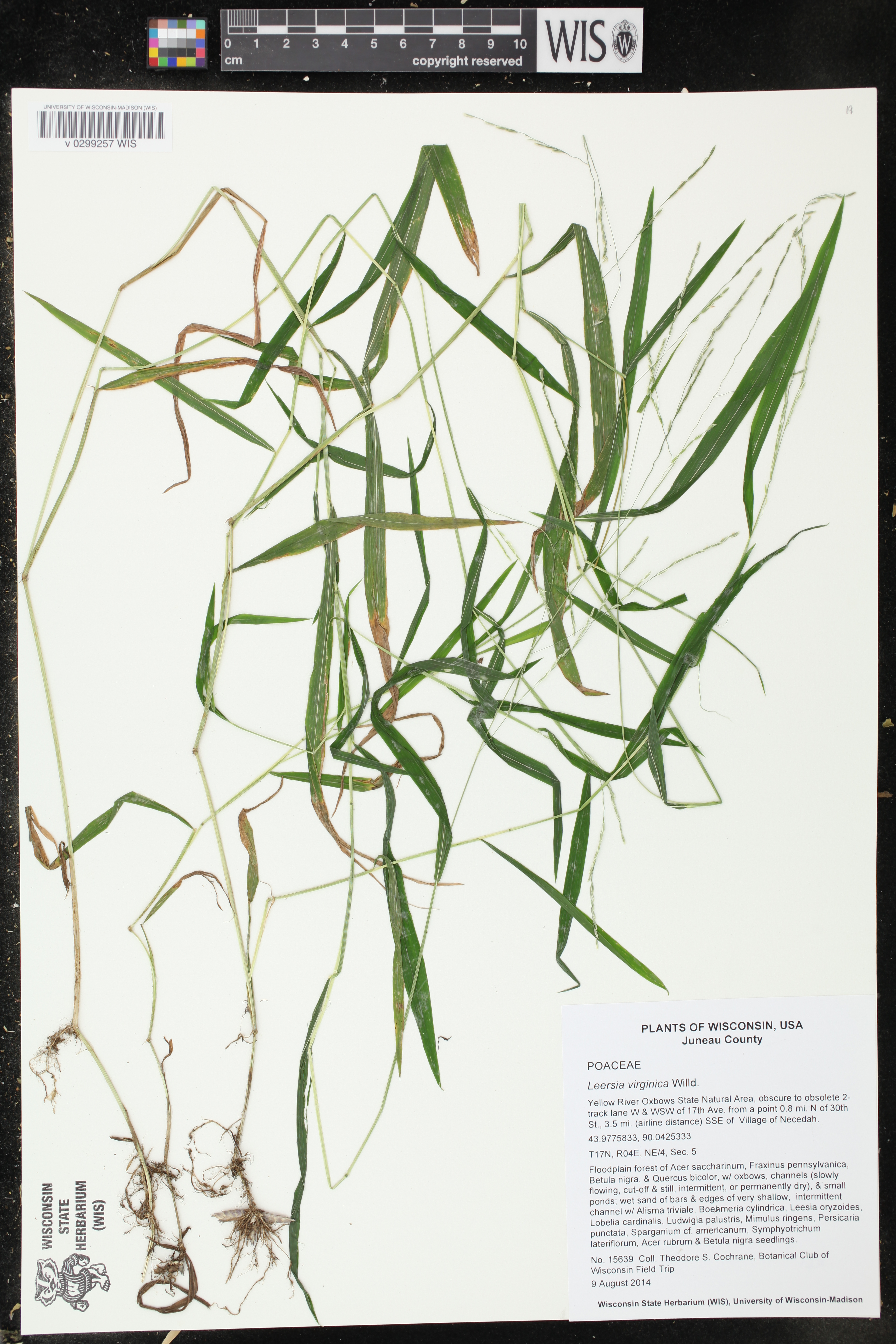 Leersia virginica image