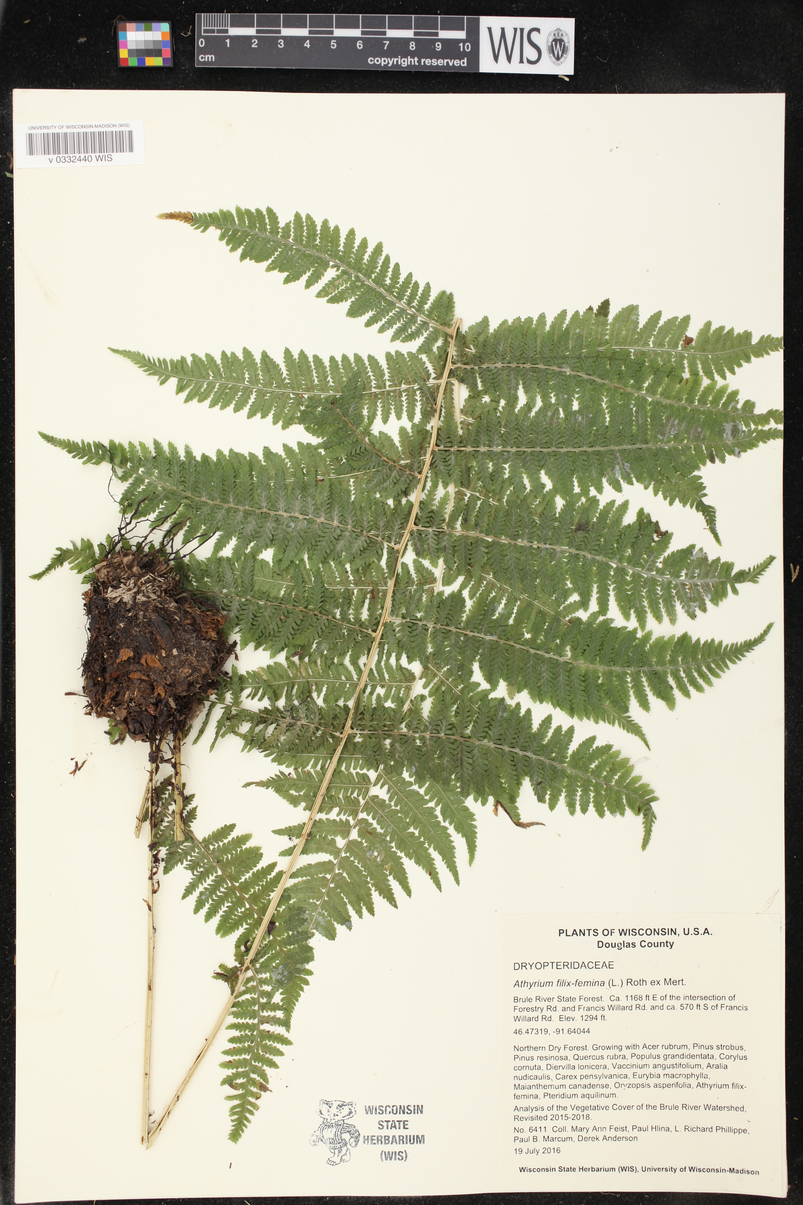Athyrium filix-femina image