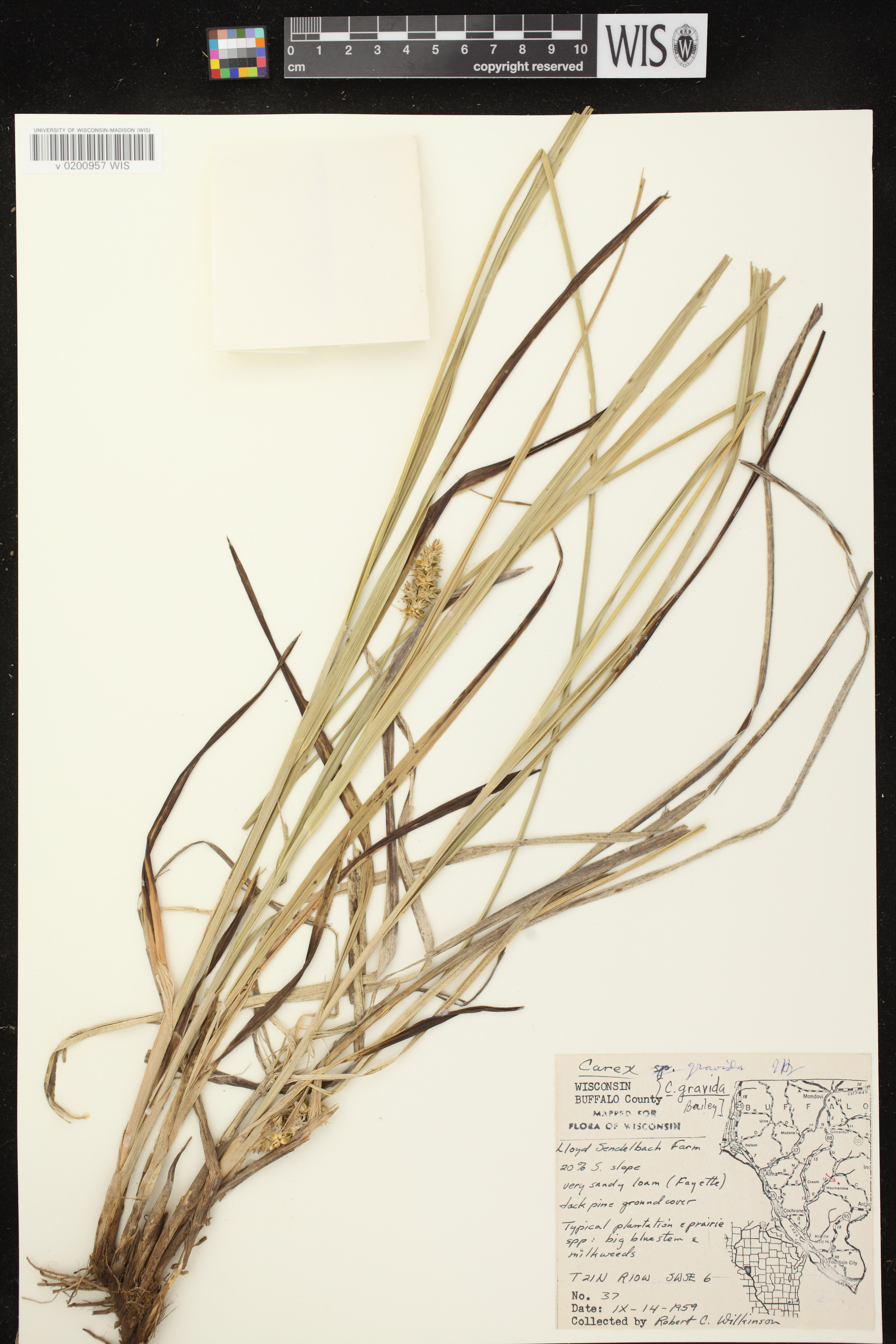 Carex gravida image