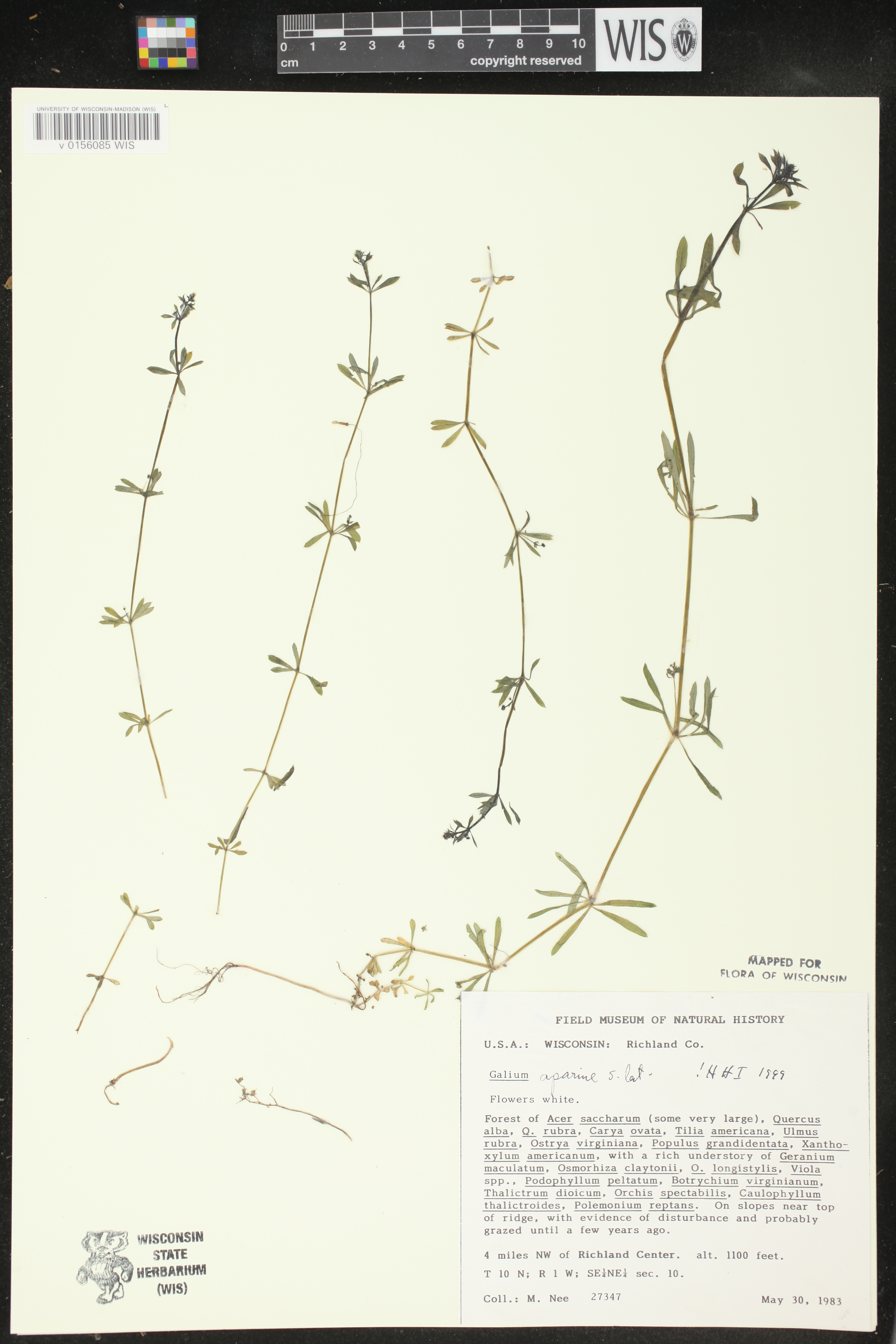 Galium aparine image