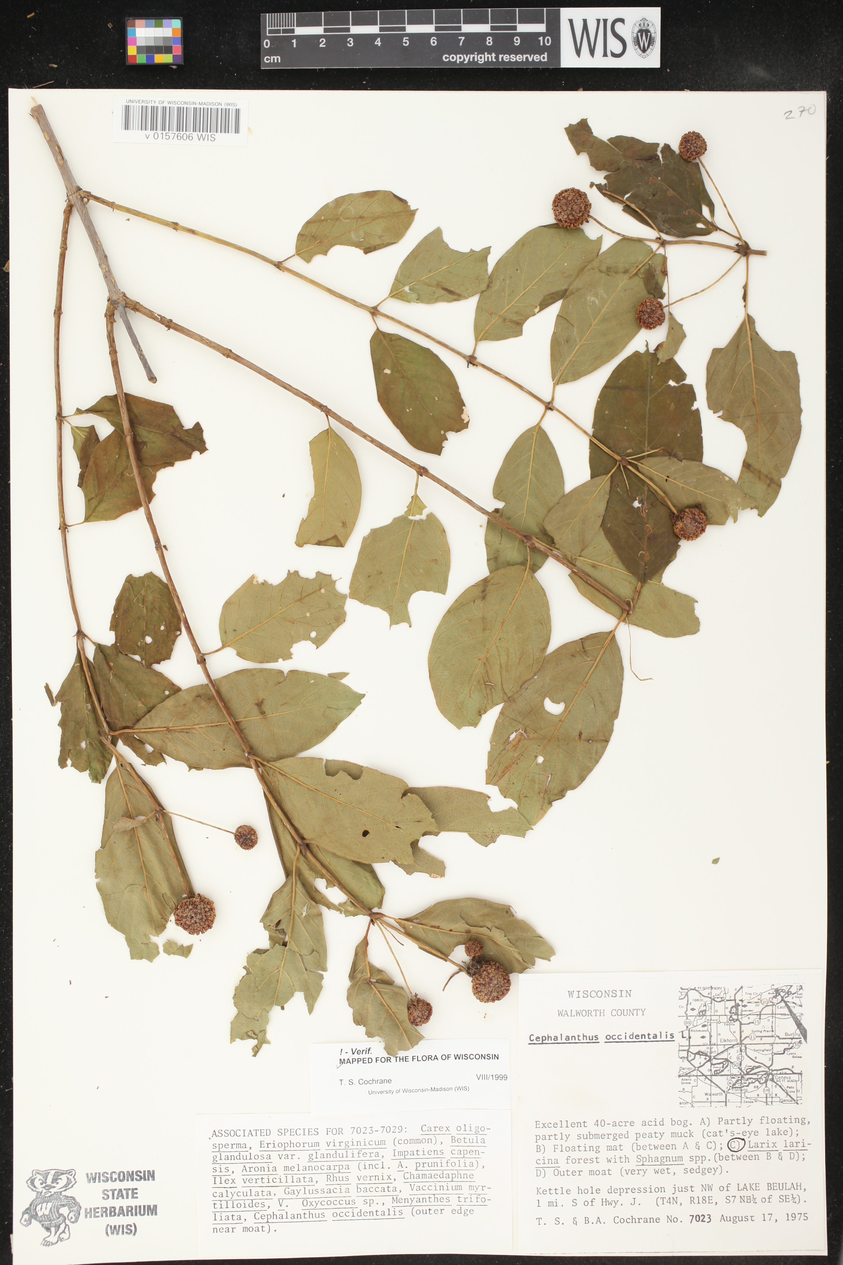 Cephalanthus occidentalis image