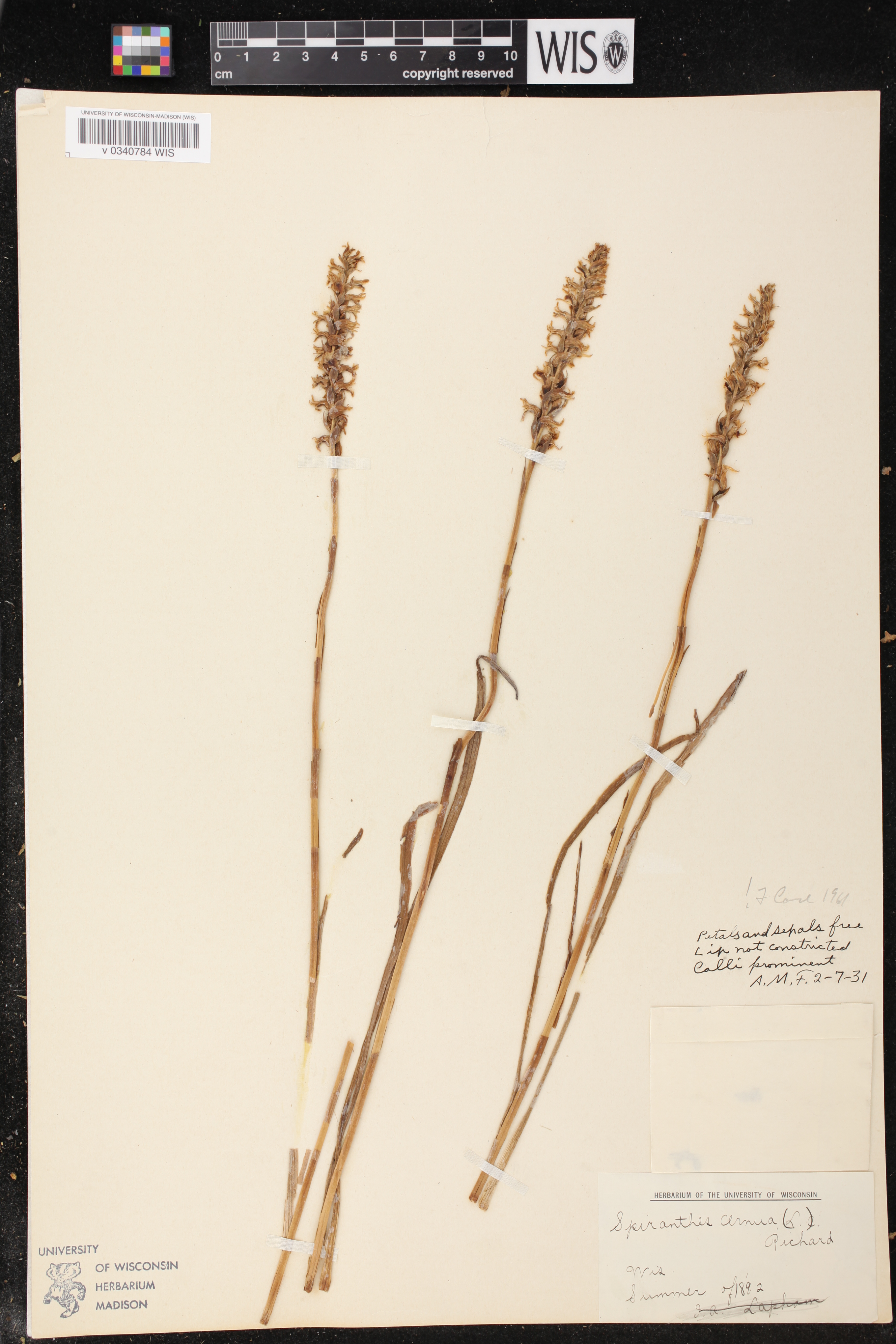 Spiranthes cernua image