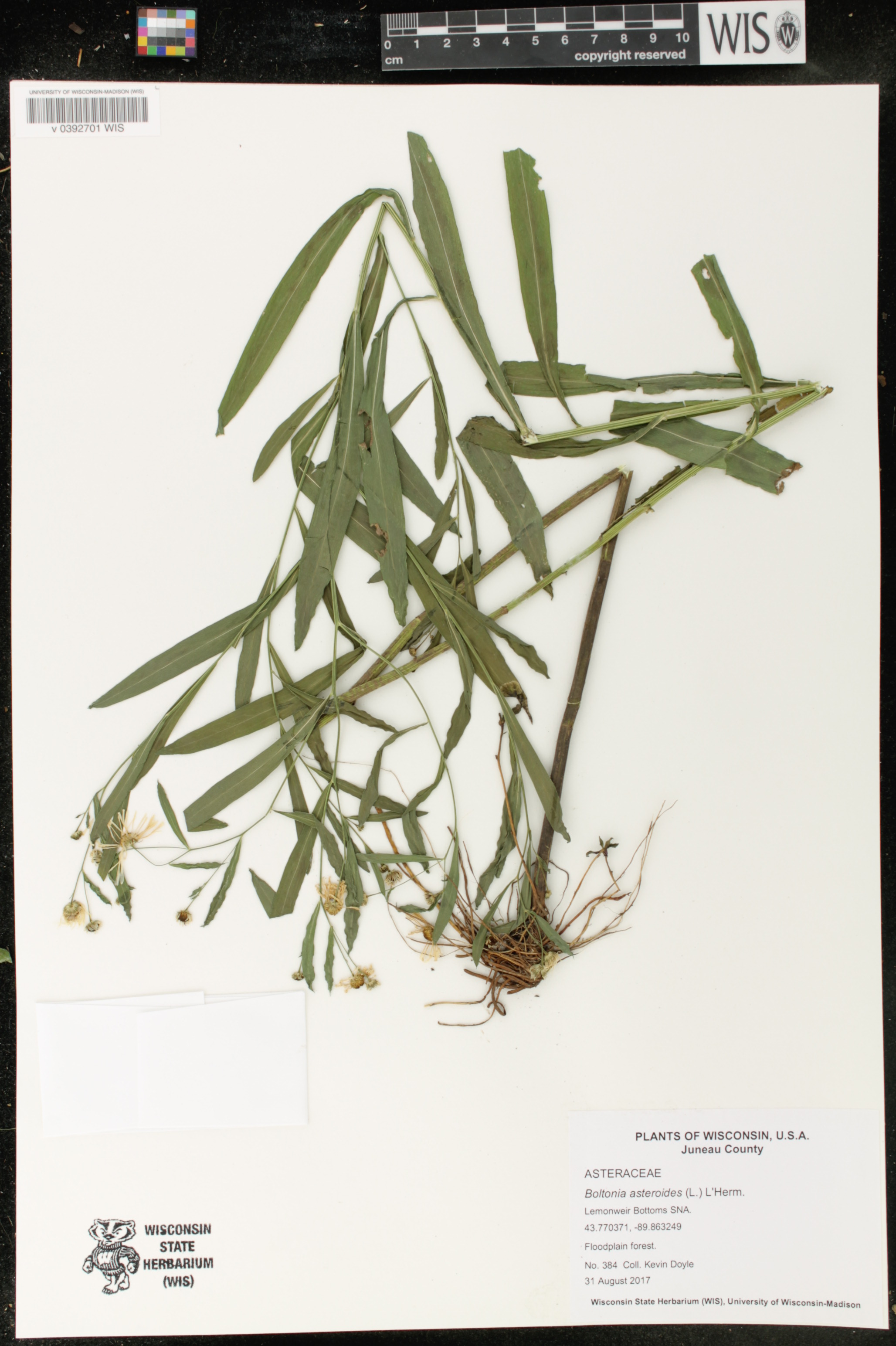 Image of Boltonia asteroides