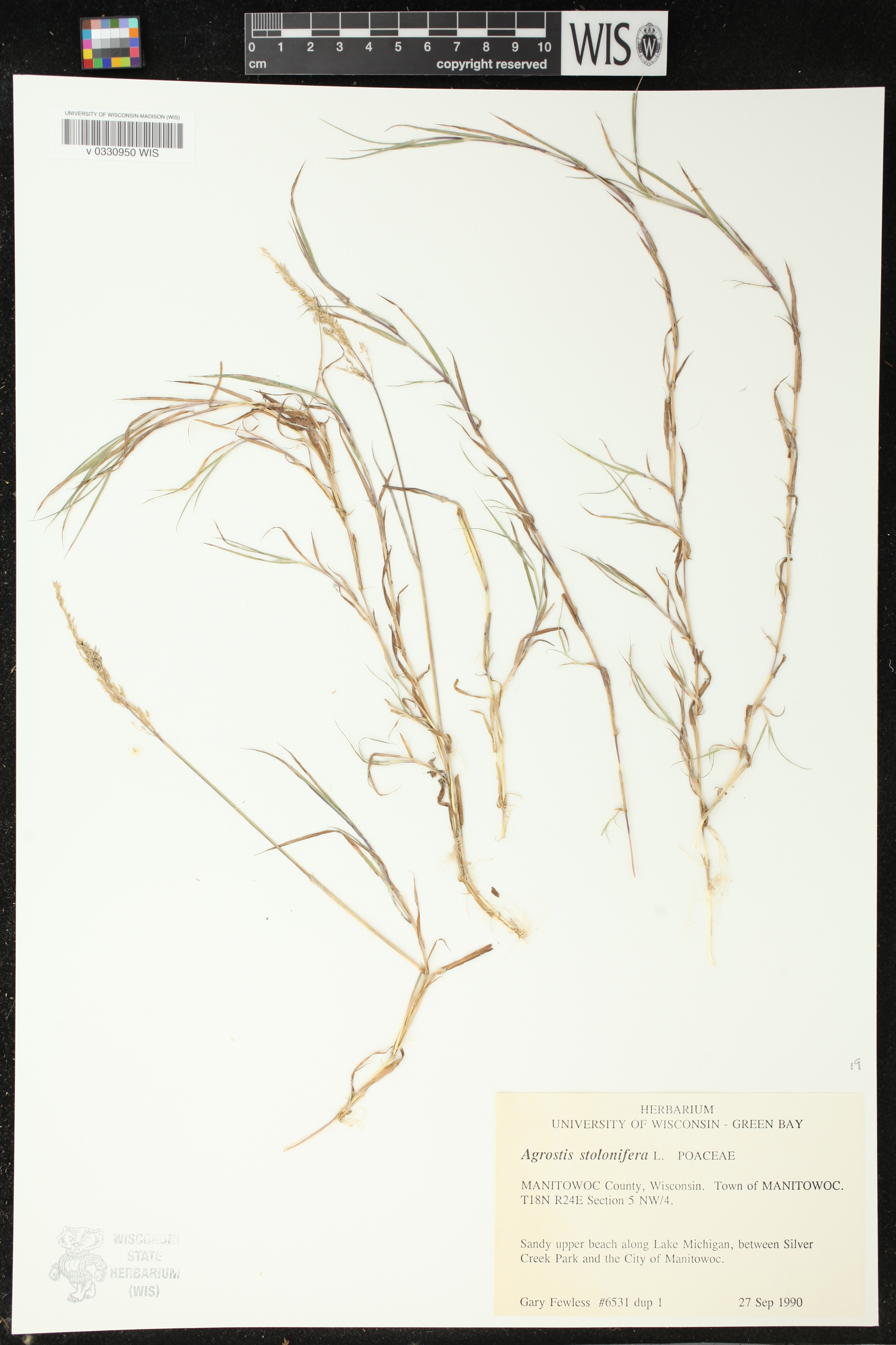 Agrostis stolonifera image
